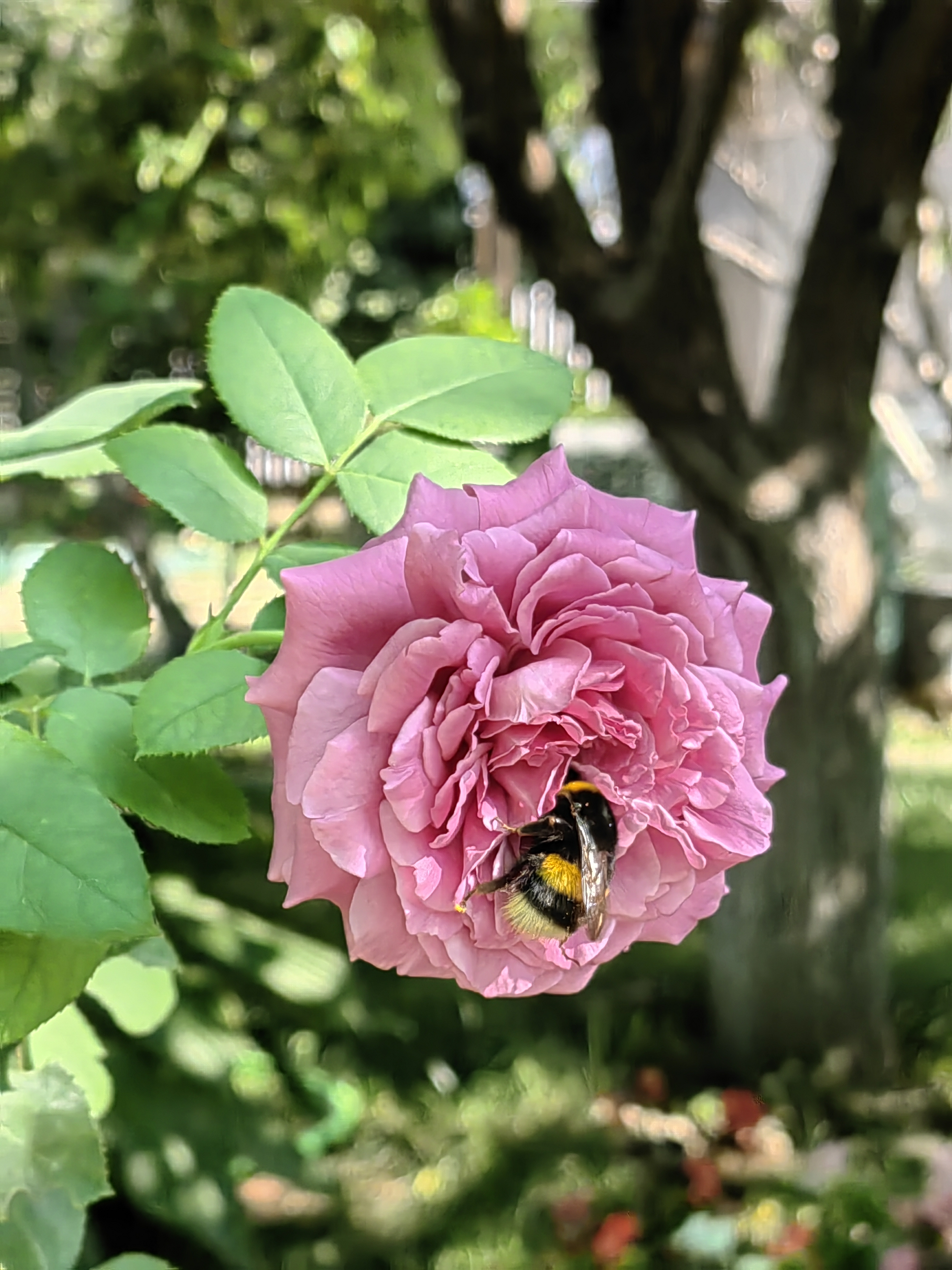 Бесплатное фото Цветы розы