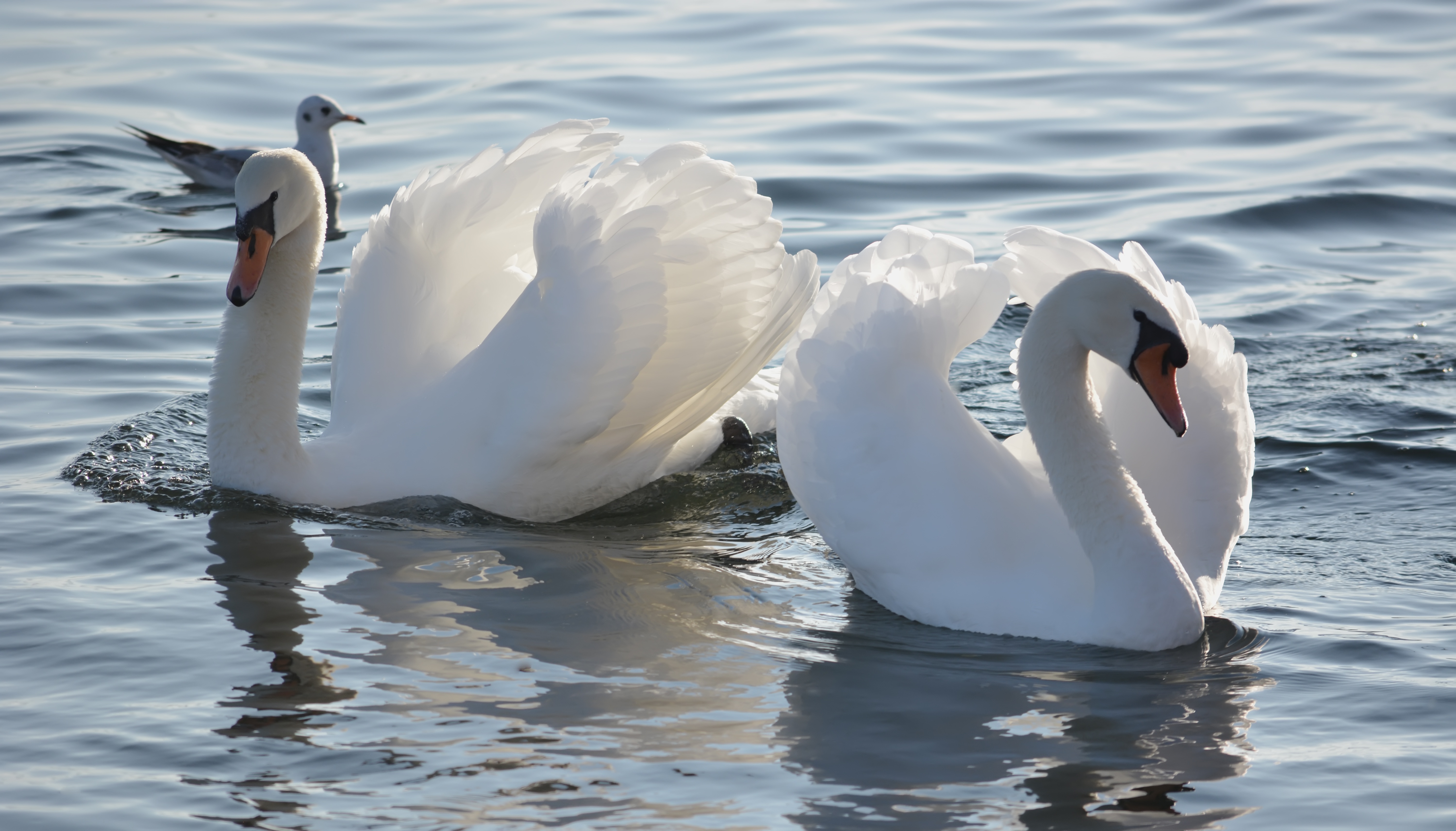 Wallpapers birds white colors on the desktop