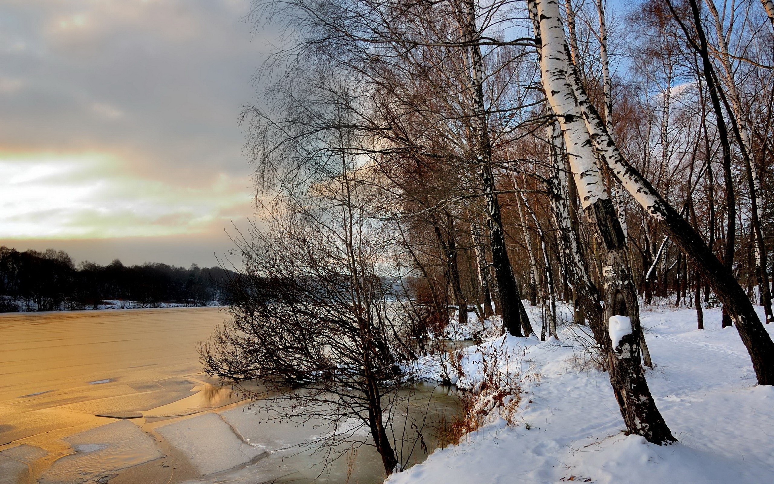 Free photo Winter river bank with birch trees