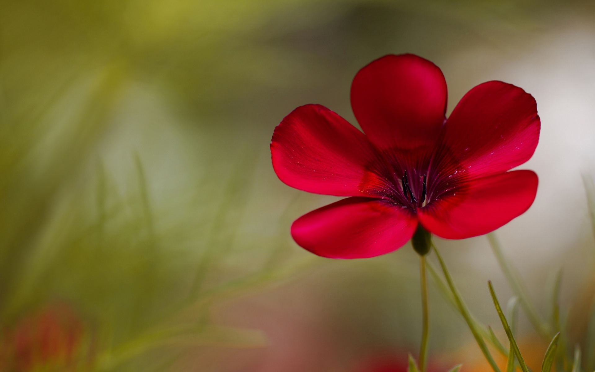 Wallpapers flower petals burgundy on the desktop