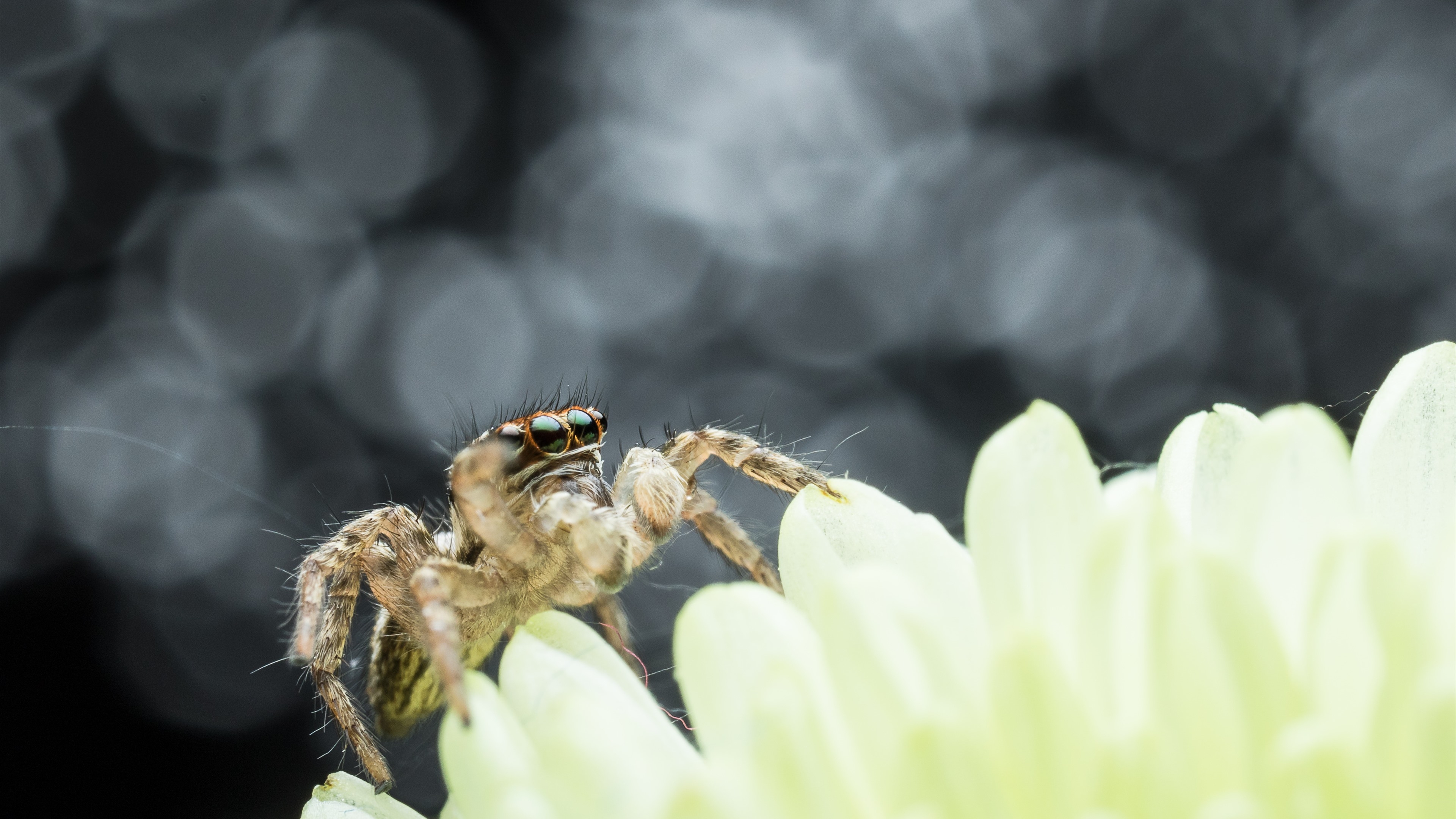 一只有眼无珠、惊讶的蜘蛛爬过花丛