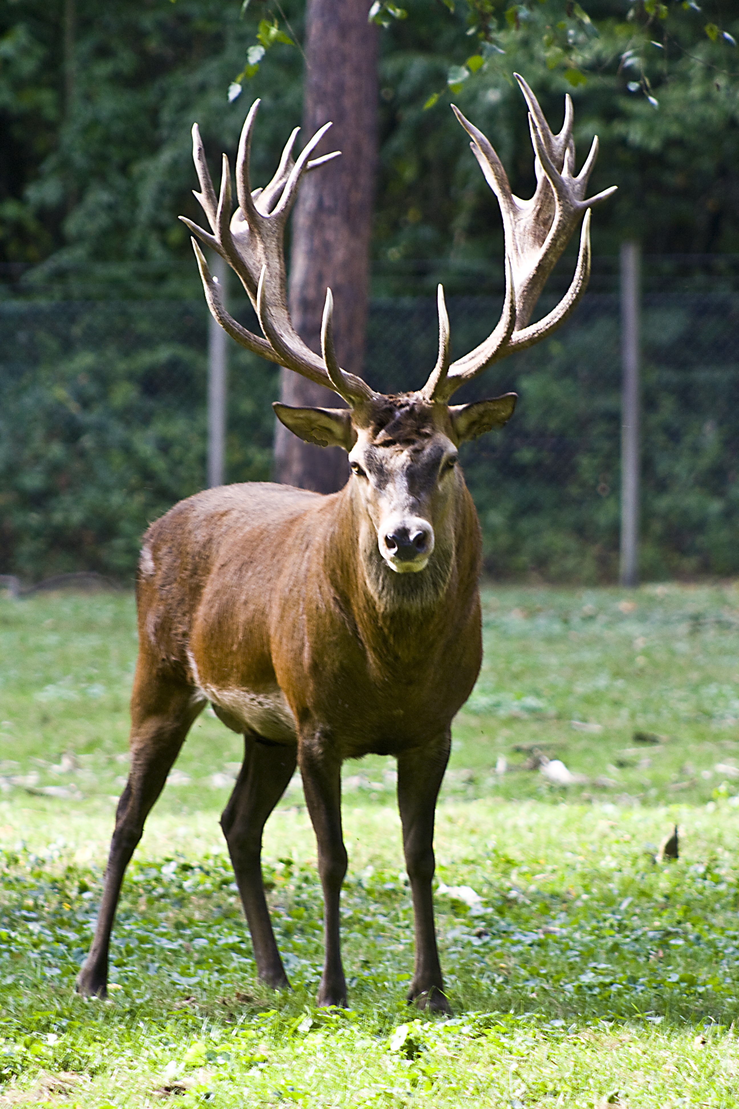 Free photo A picture of a deer with big antlers.