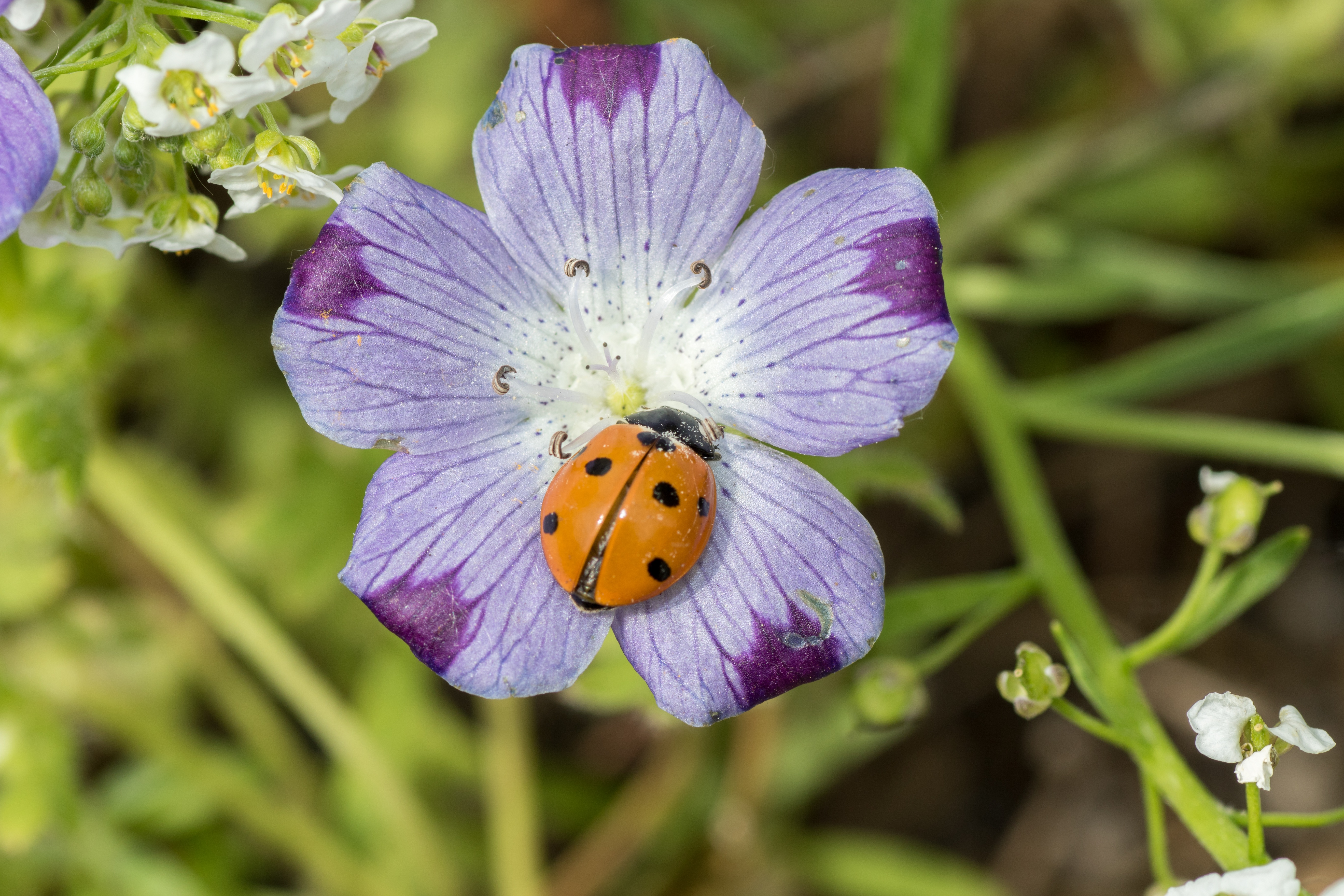 Wallpapers flowers ladybug insects on the desktop