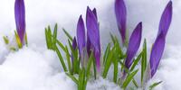 Фиолетовые крокусы в снегу