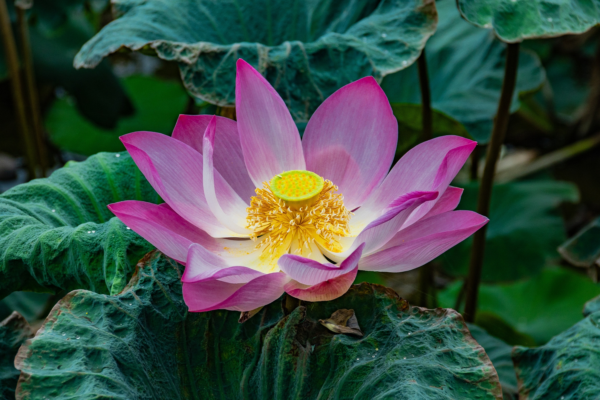 Обои Lotus beautiful flower вода флора на рабочий стол