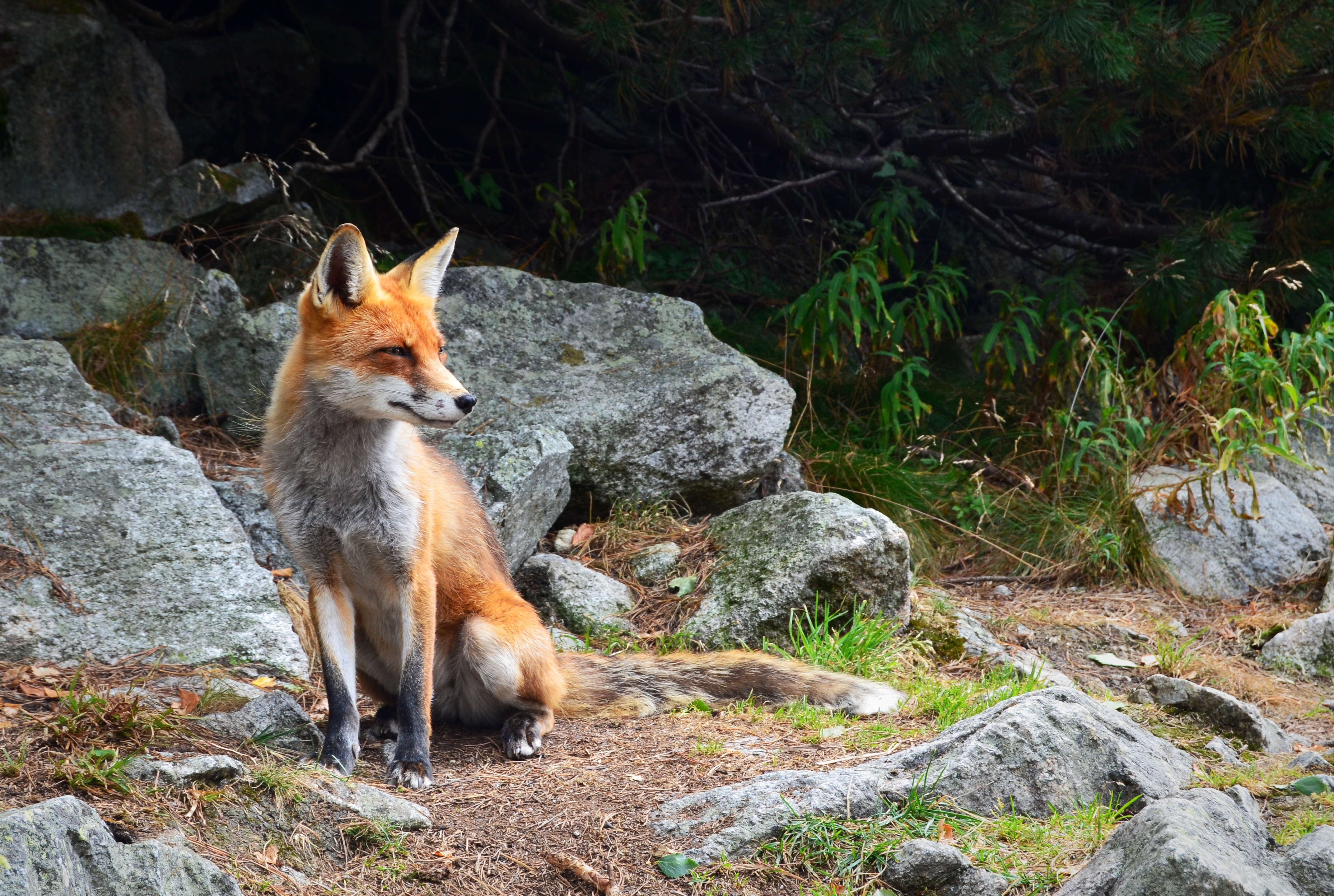 Wallpapers rocks furry fauna on the desktop