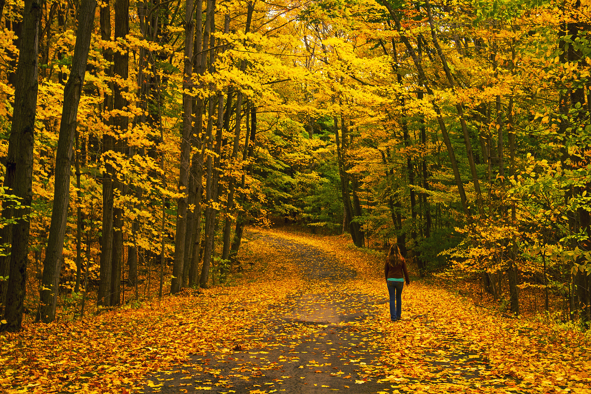 Free photo Photo of the road, autumn in good quality