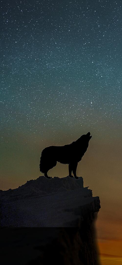 Бесплатное фото Волк воет на луну