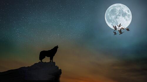 Бесплатное фото Волк воет на луну