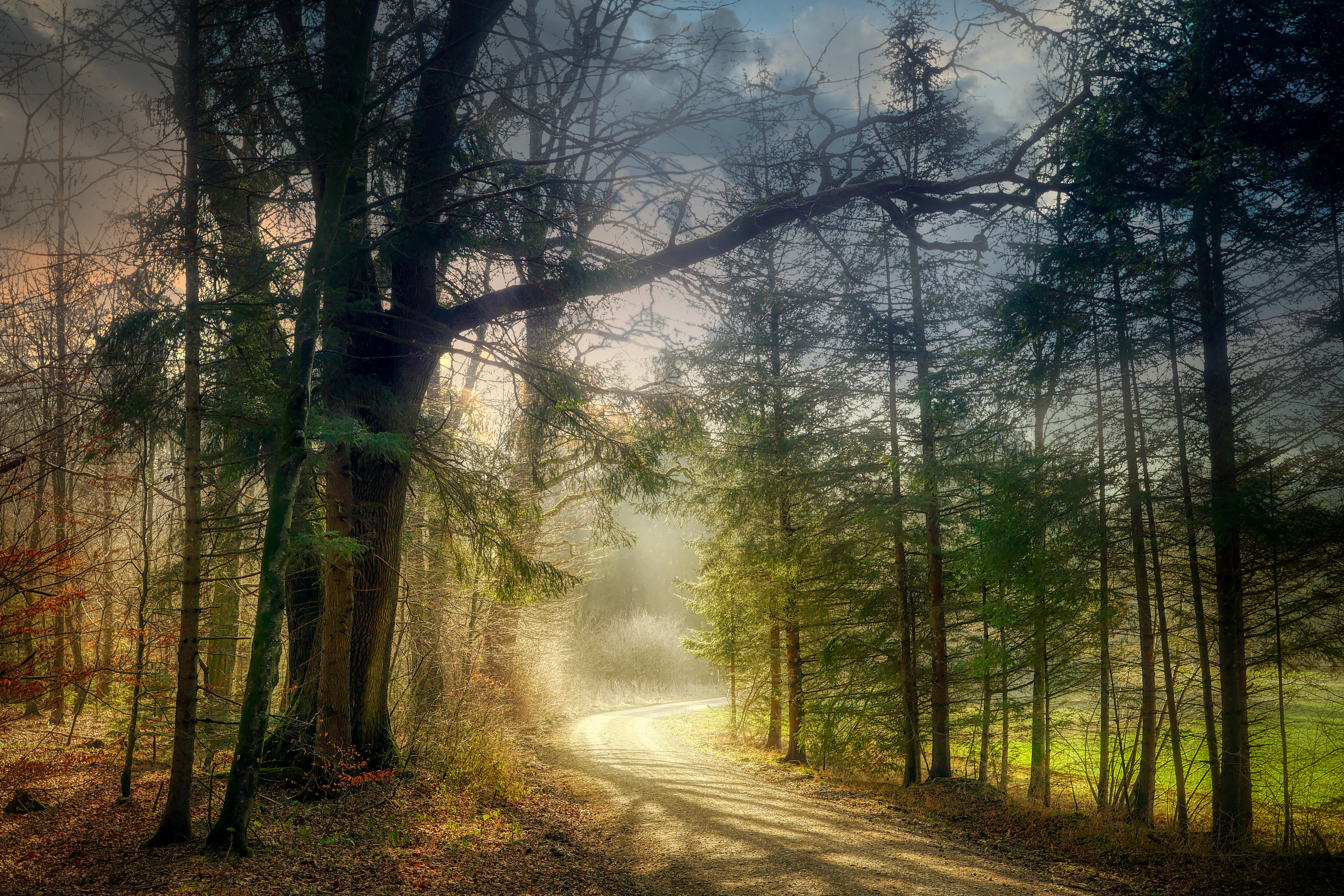 Wallpapers trees sunset fog in the forest on the desktop