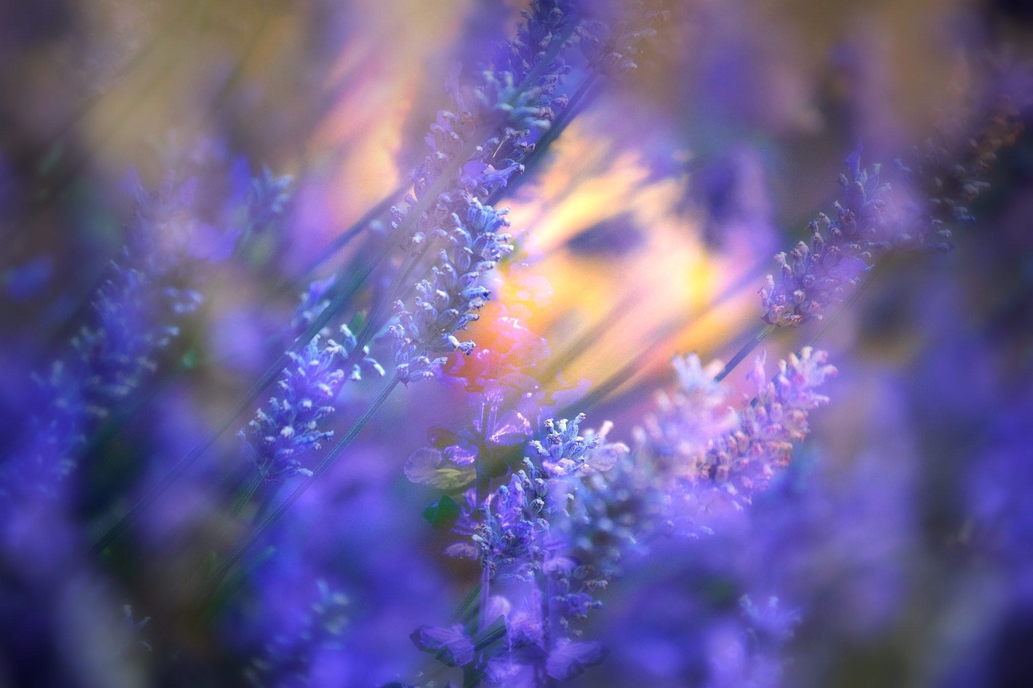 Wallpapers lavender plants flower on the desktop