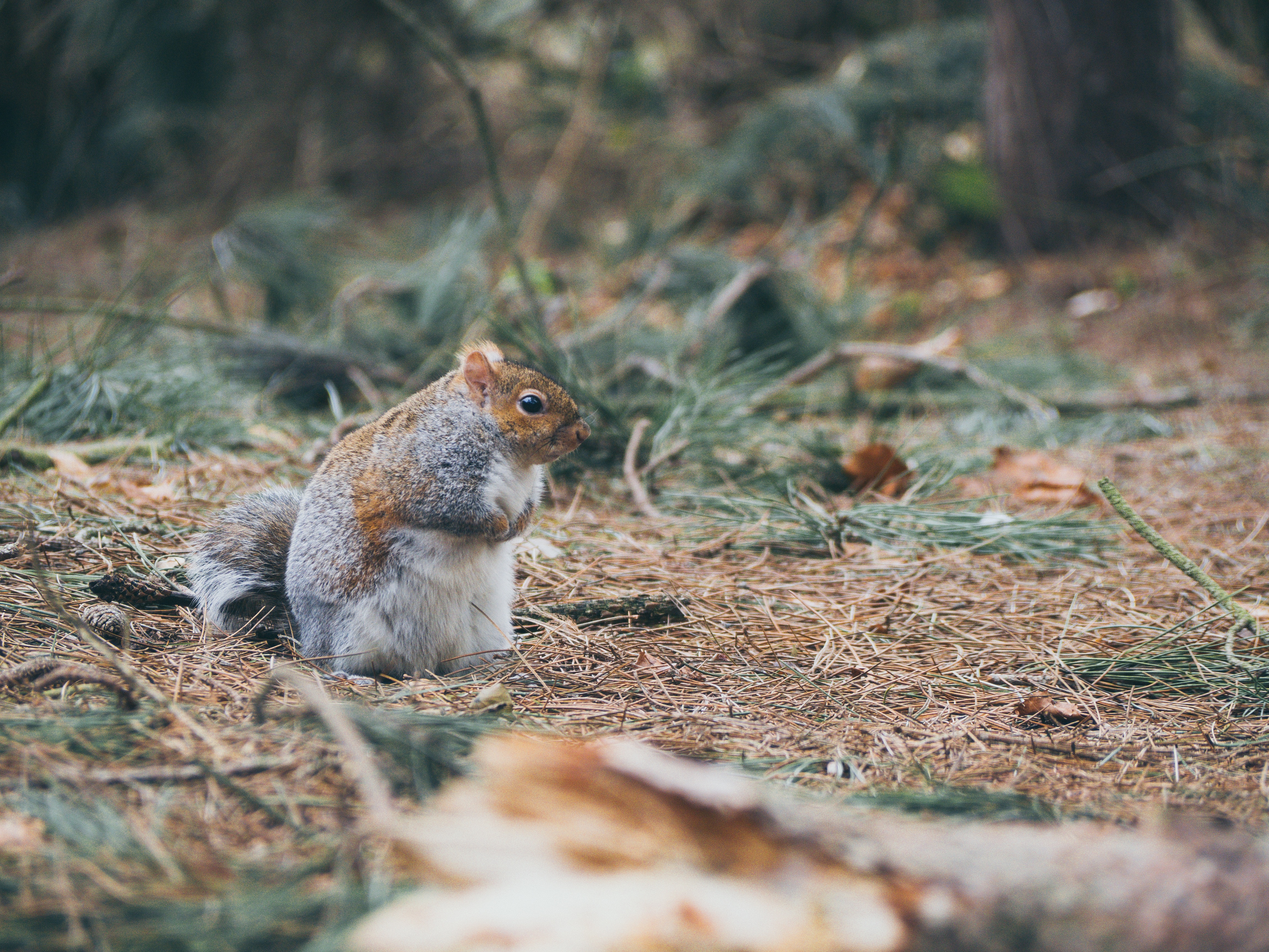 Free photo A frightened little squirrel