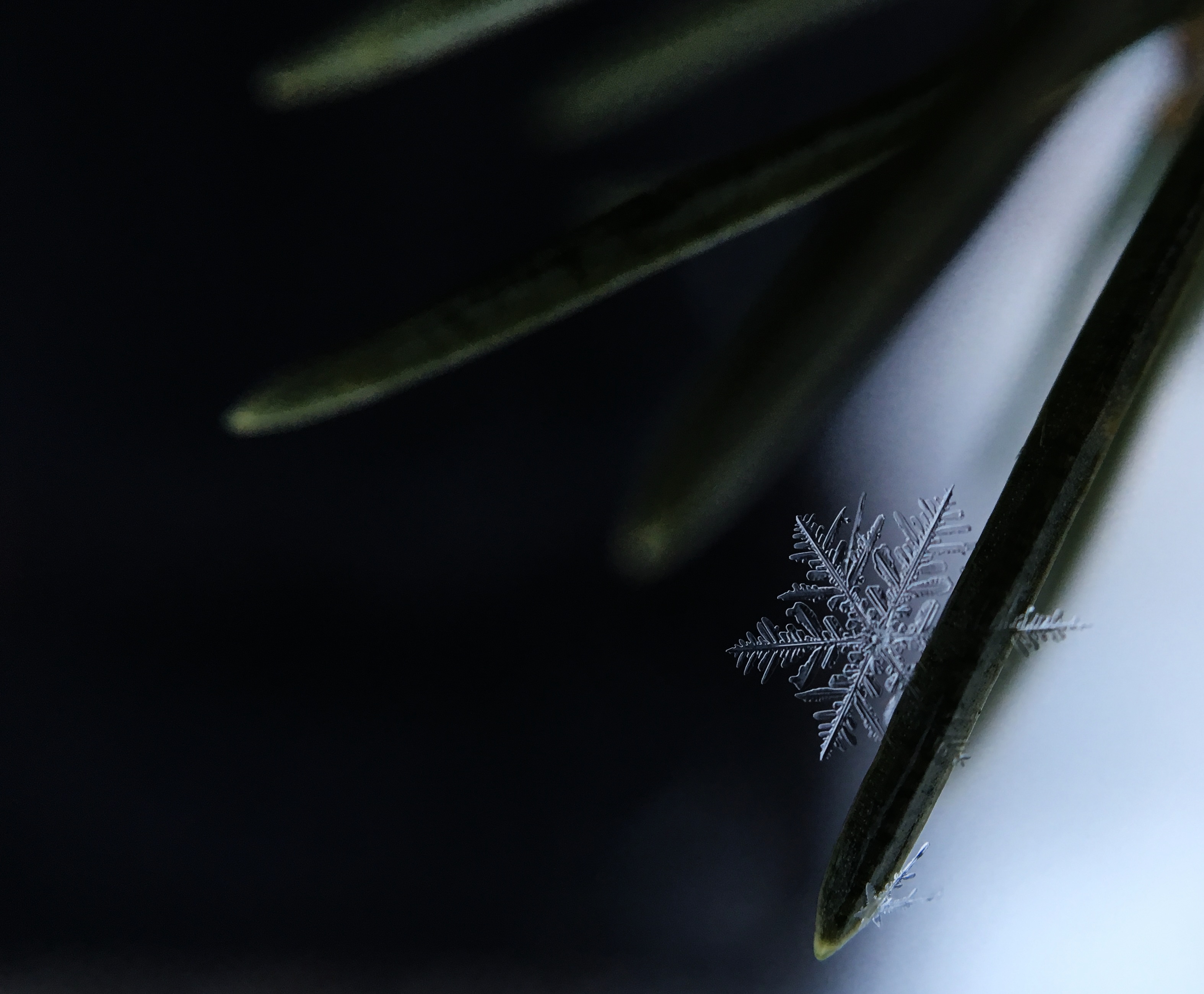 A little snowflake on a Christmas tree needle