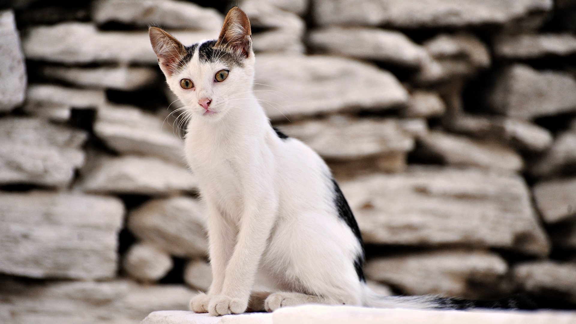 Free photo A street kitten against a stone wall.