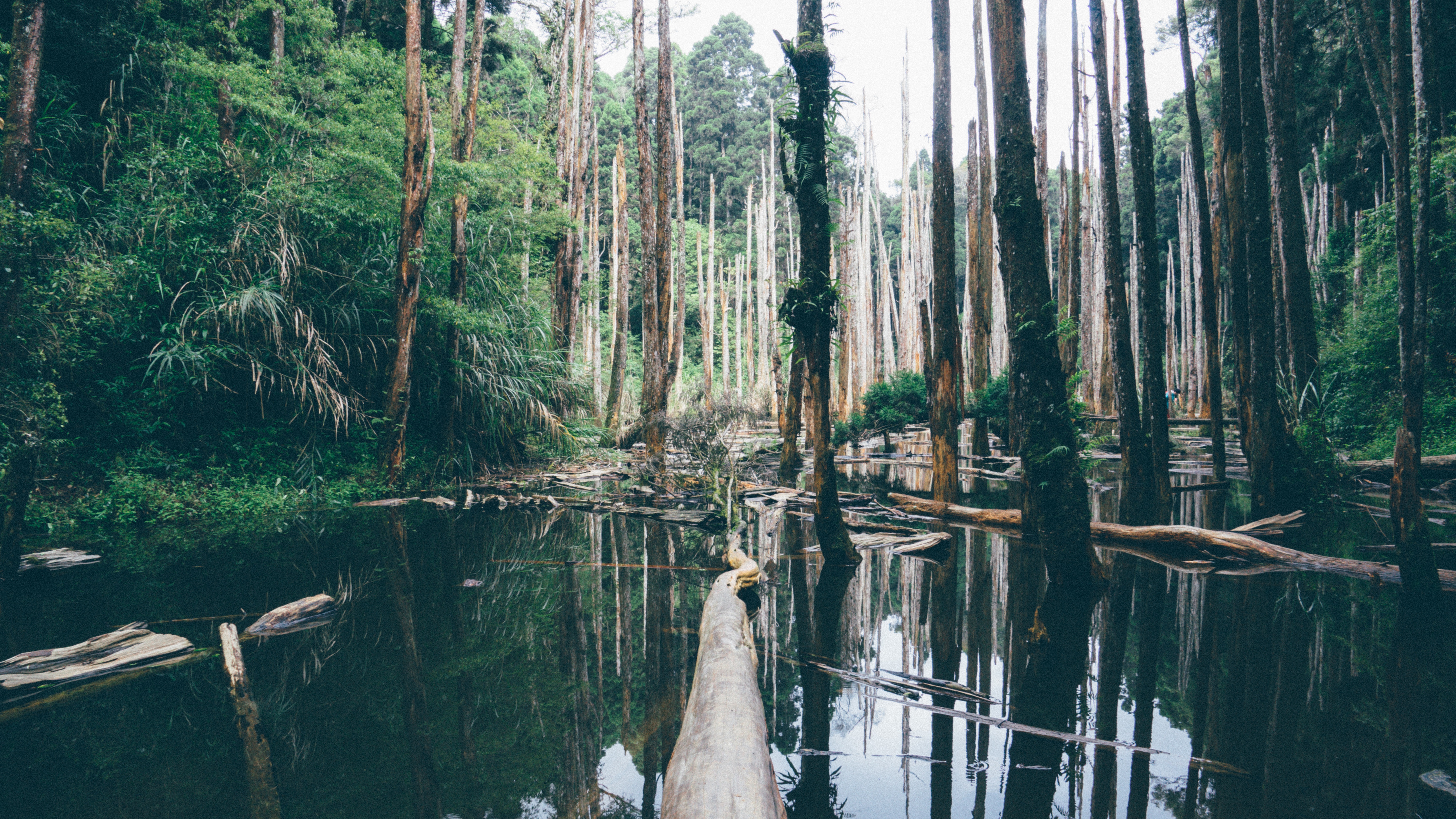 Wallpapers tree water nature on the desktop