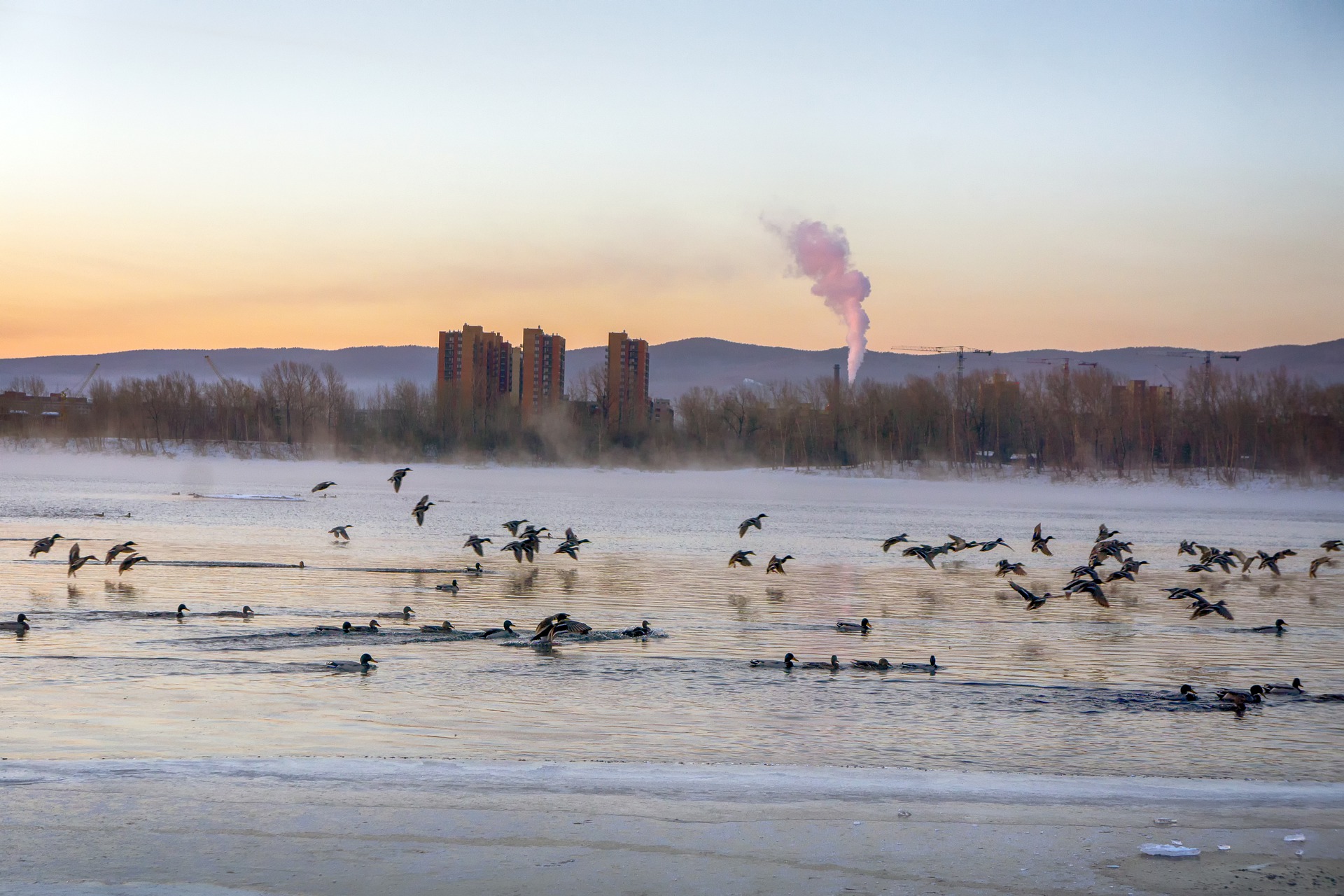 Ducks swimming on the Yenisei River