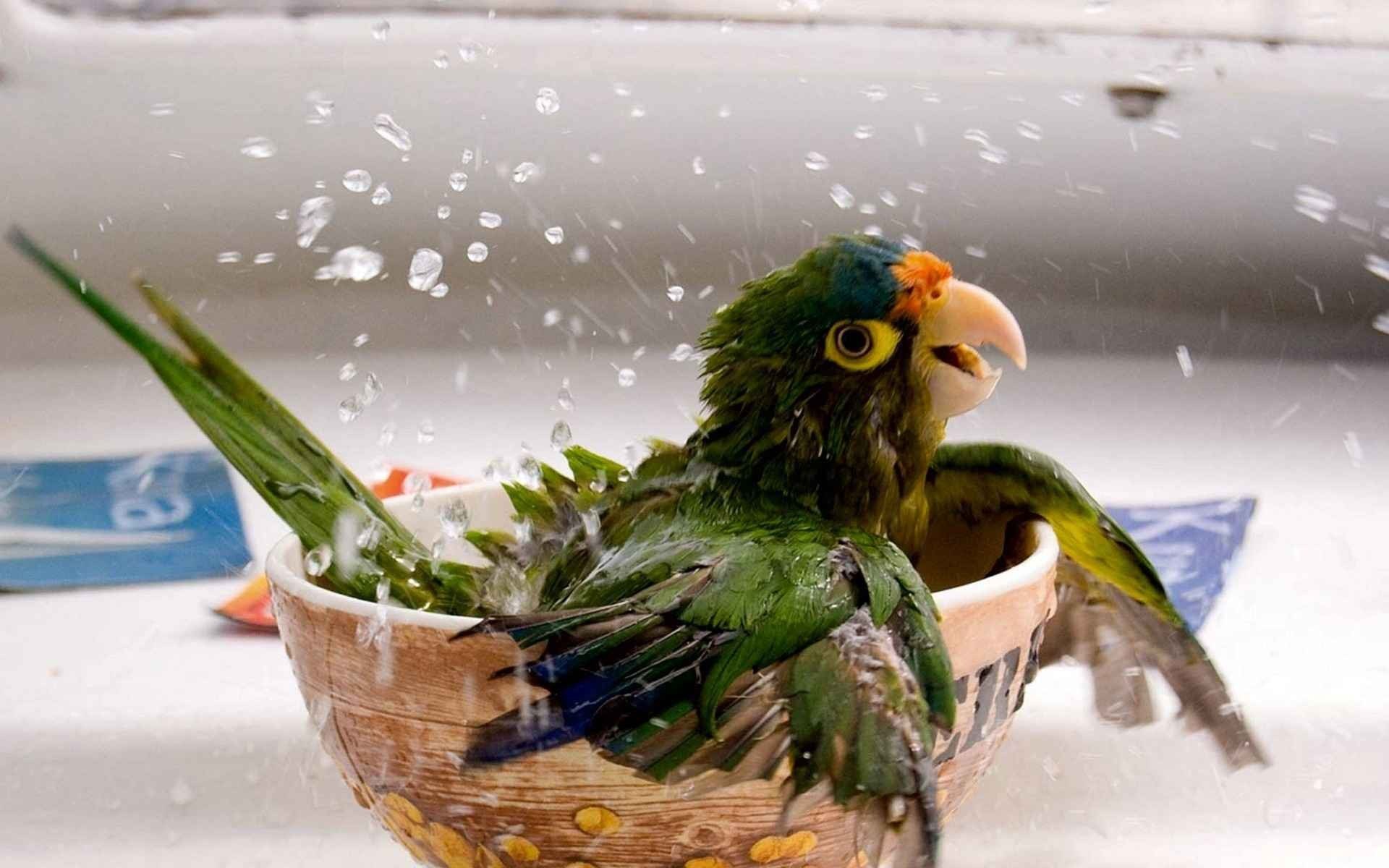 一只欢快的鹦鹉在水盆里洗澡