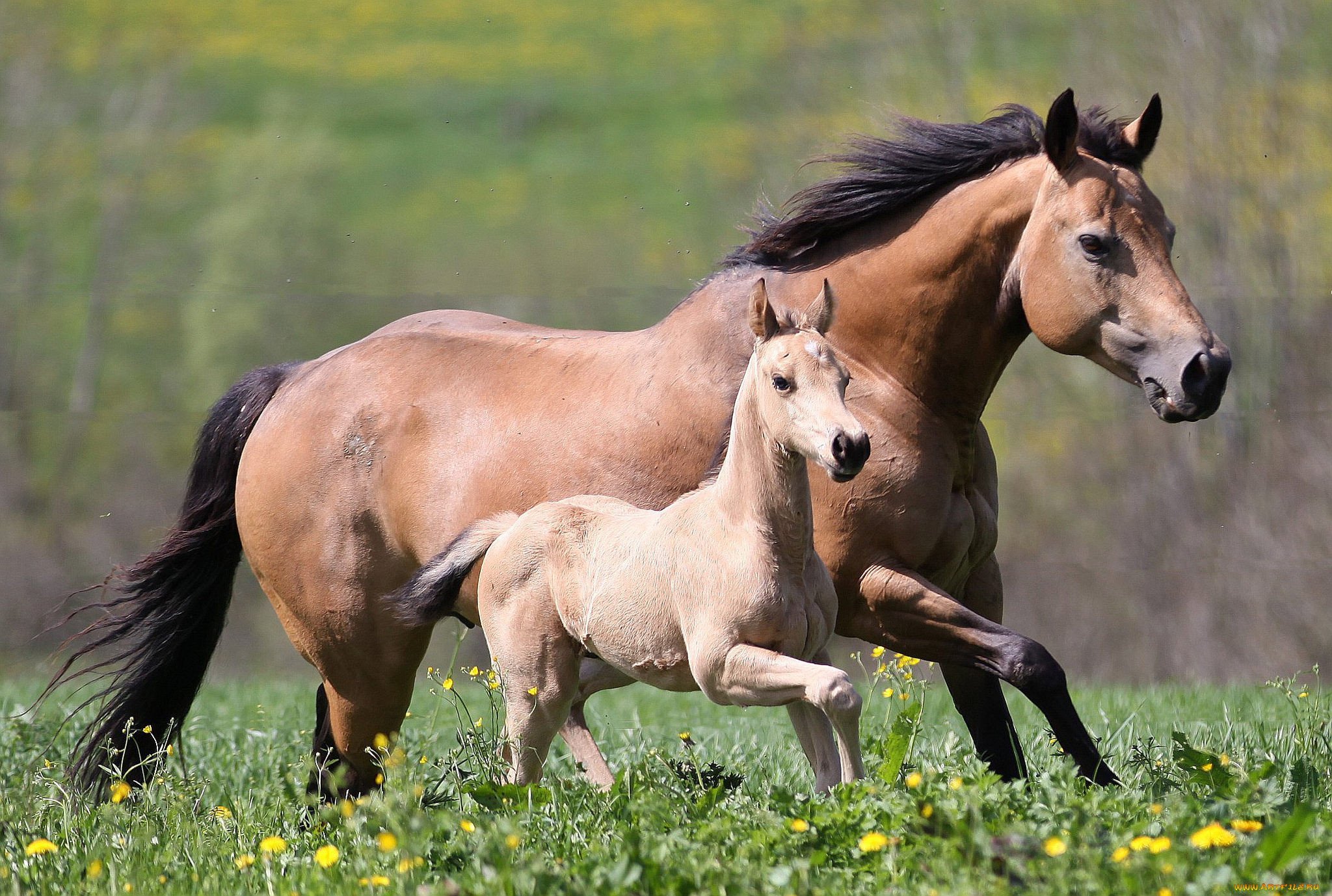 一匹马和一匹小马驹在长满高草的草地上奔跑