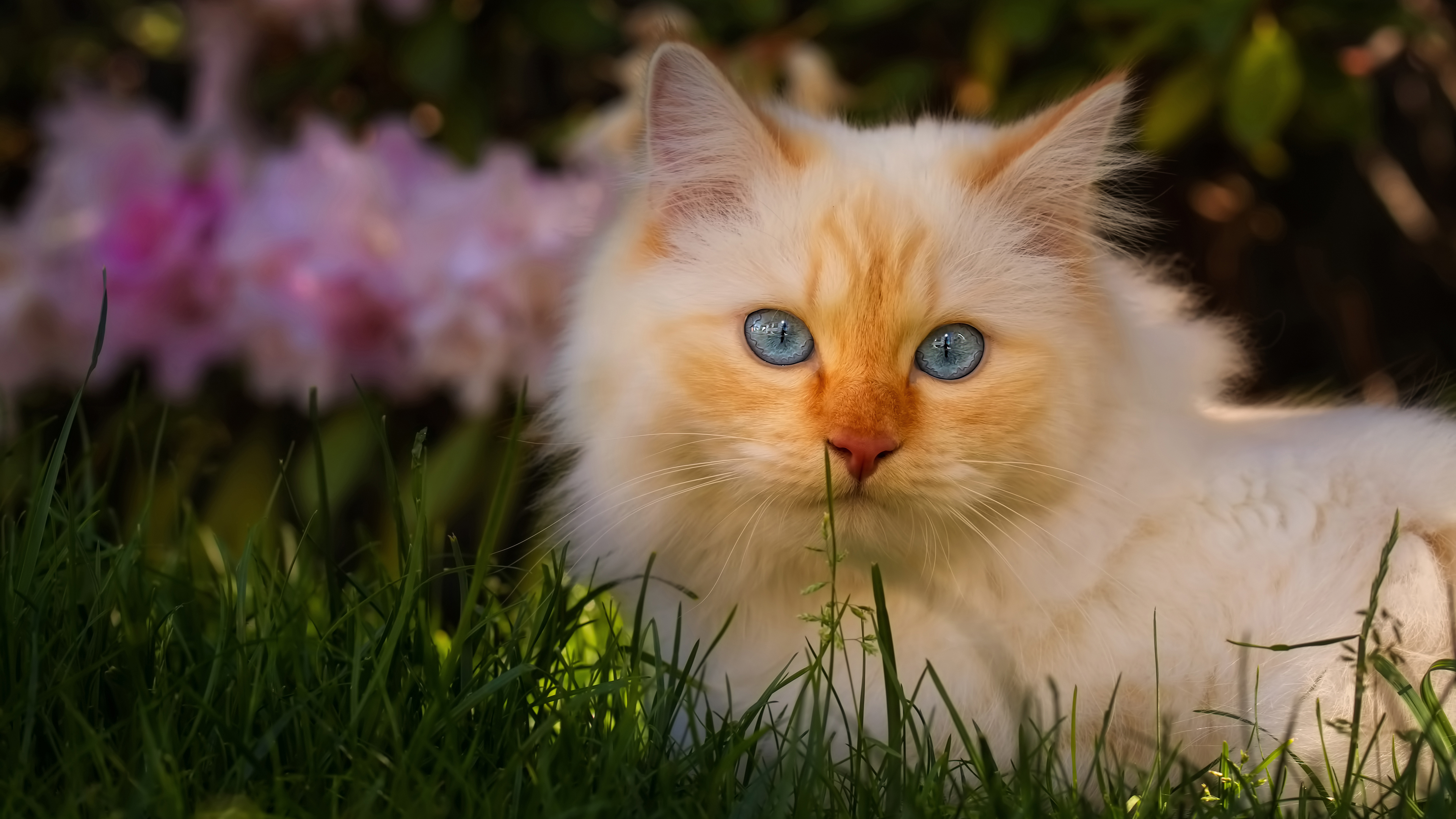 蓝眼睛的小猫，有红色的标记