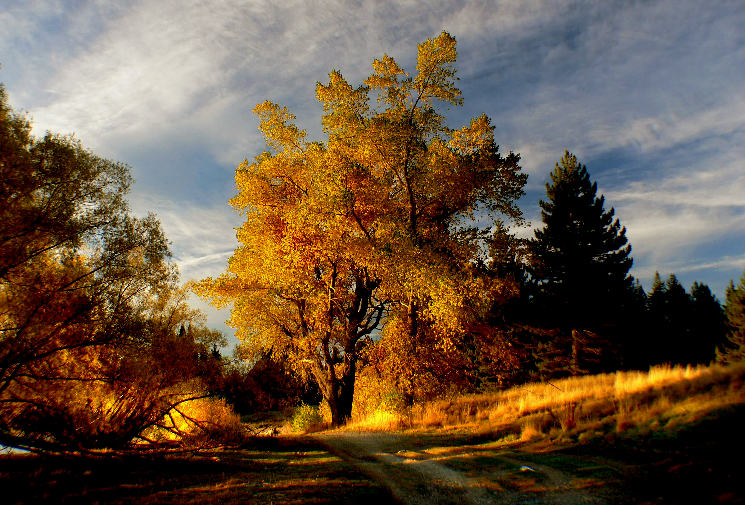 Free photo Landscape with a yellow tree