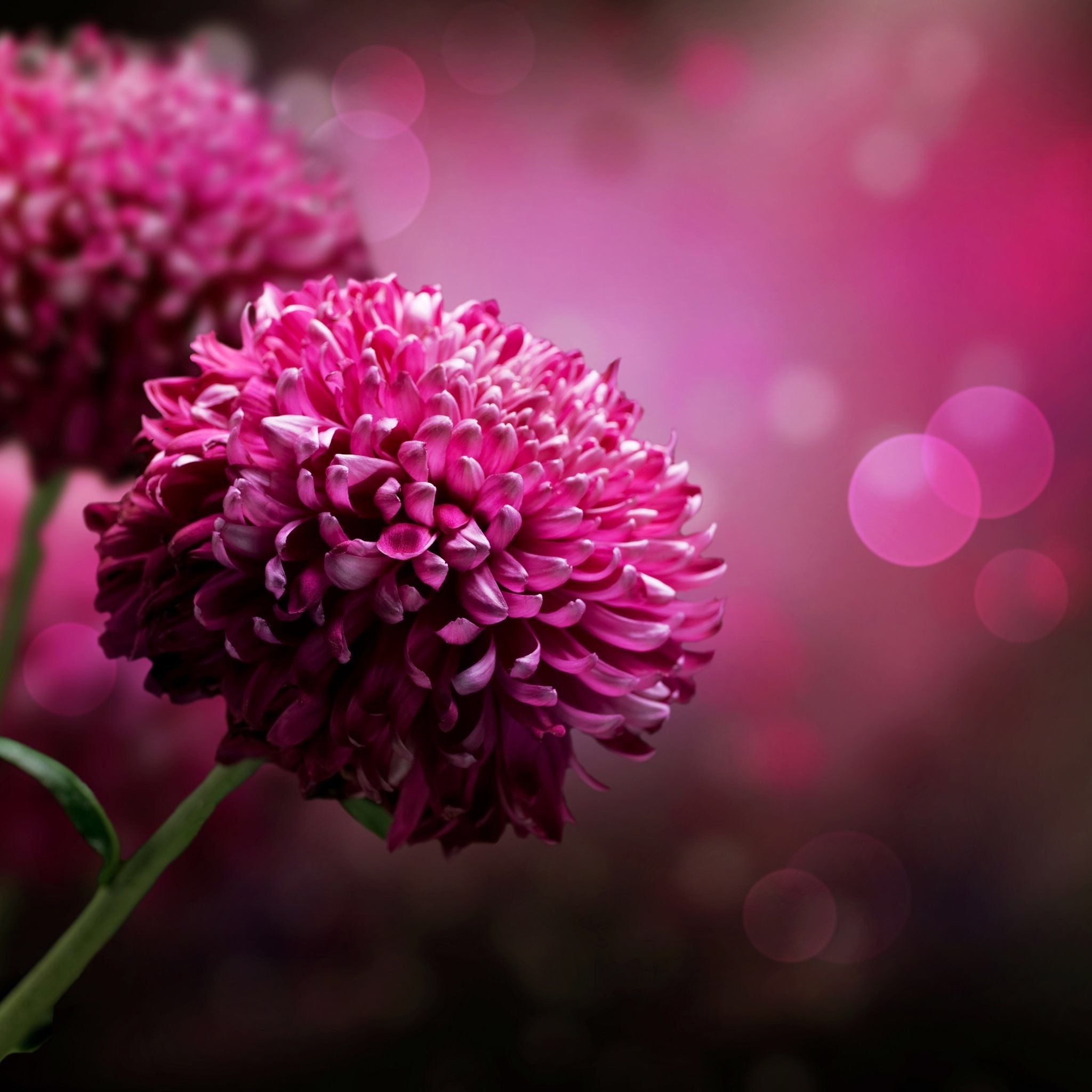 Wallpapers nature Wallpaper on the desktop