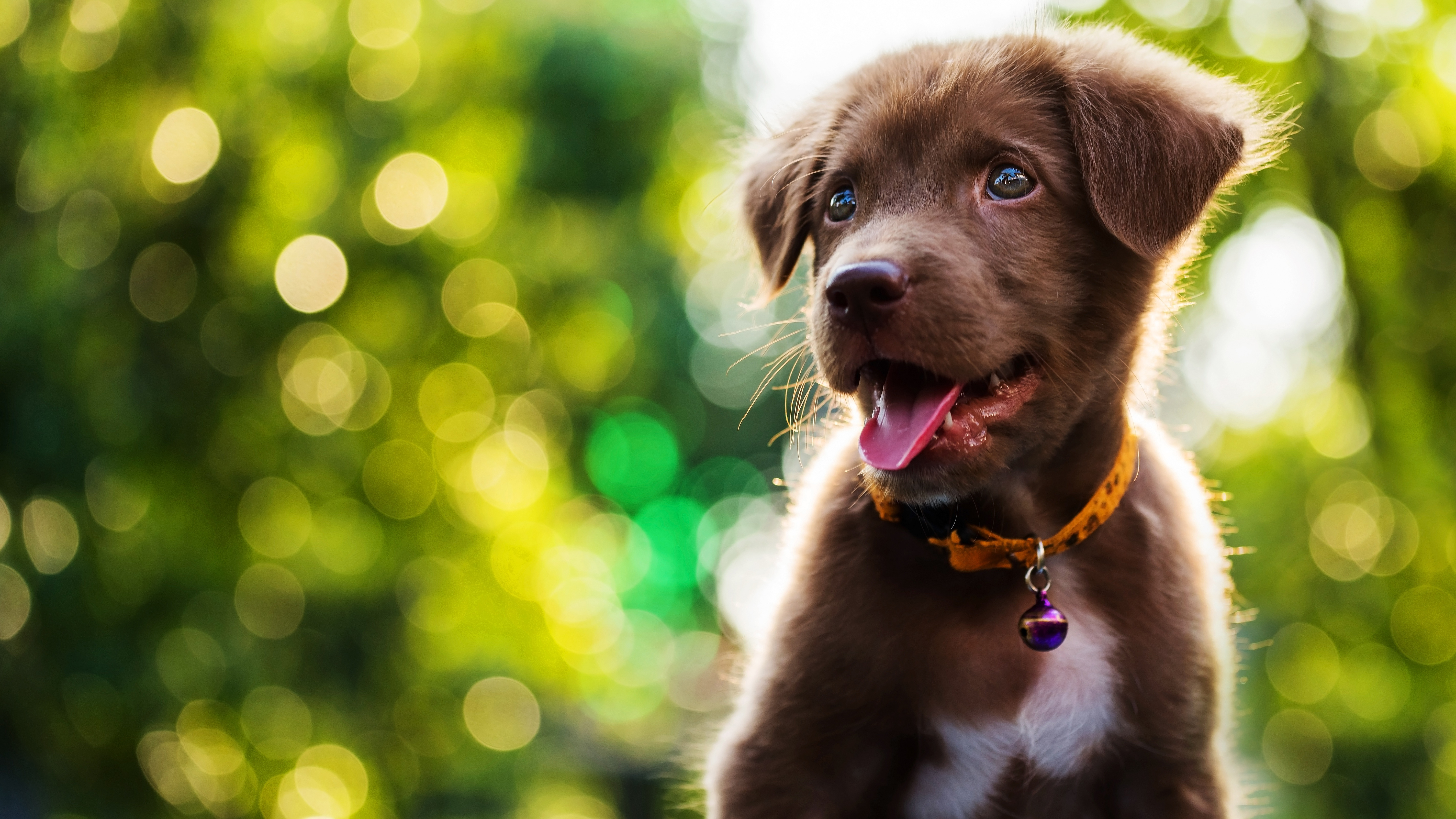 Free photo Puppy on bokeh background