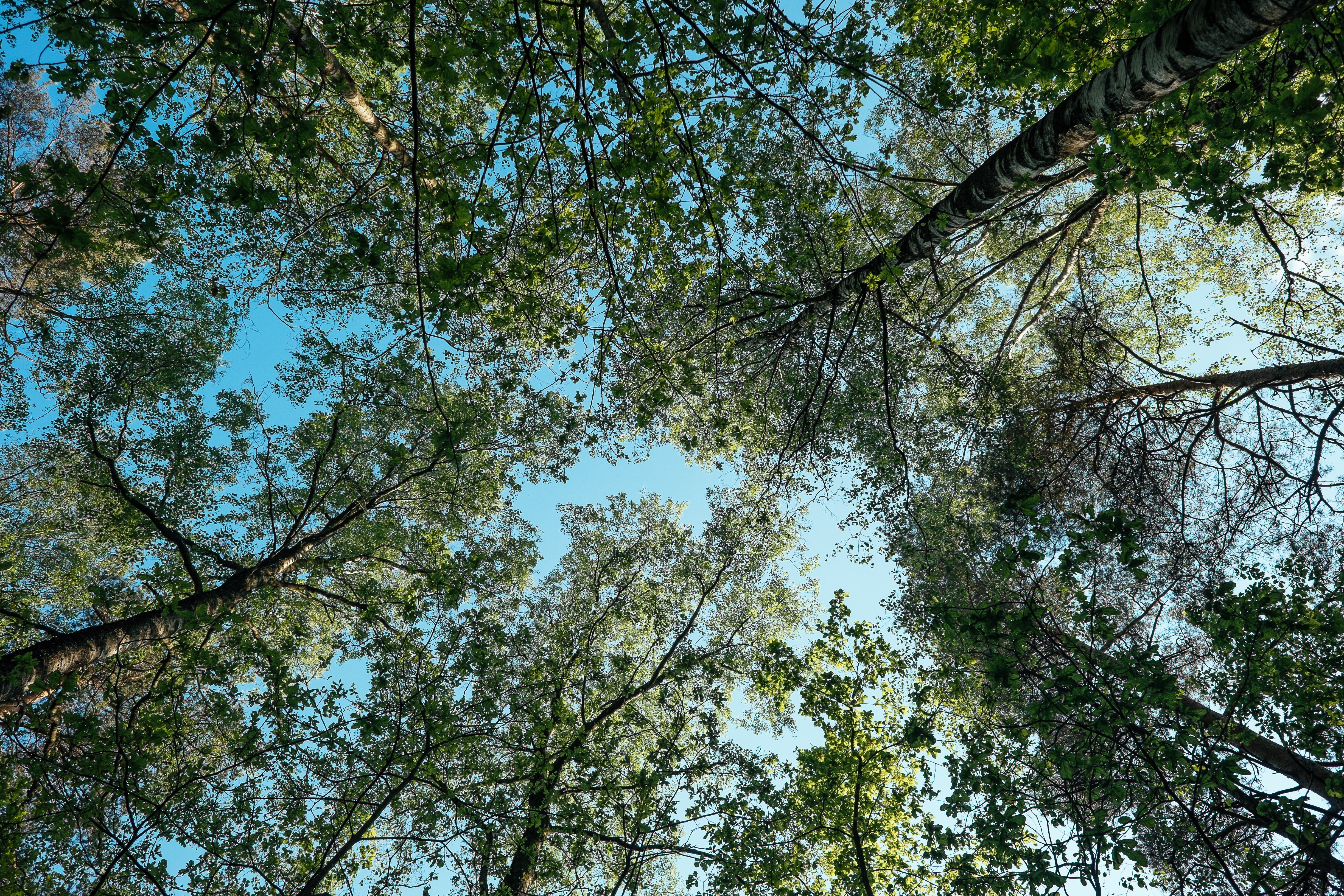 Wallpapers plant autumn array an forest on the desktop