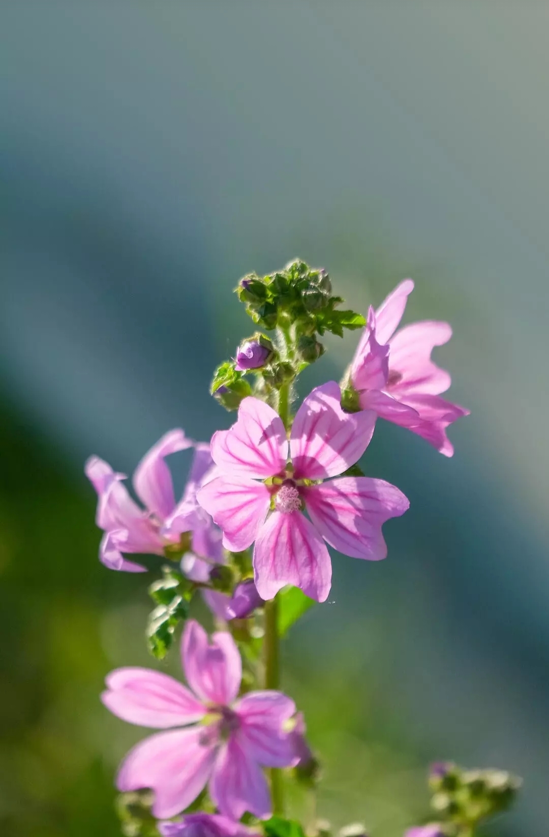 Free photo Mallow flower of the forest