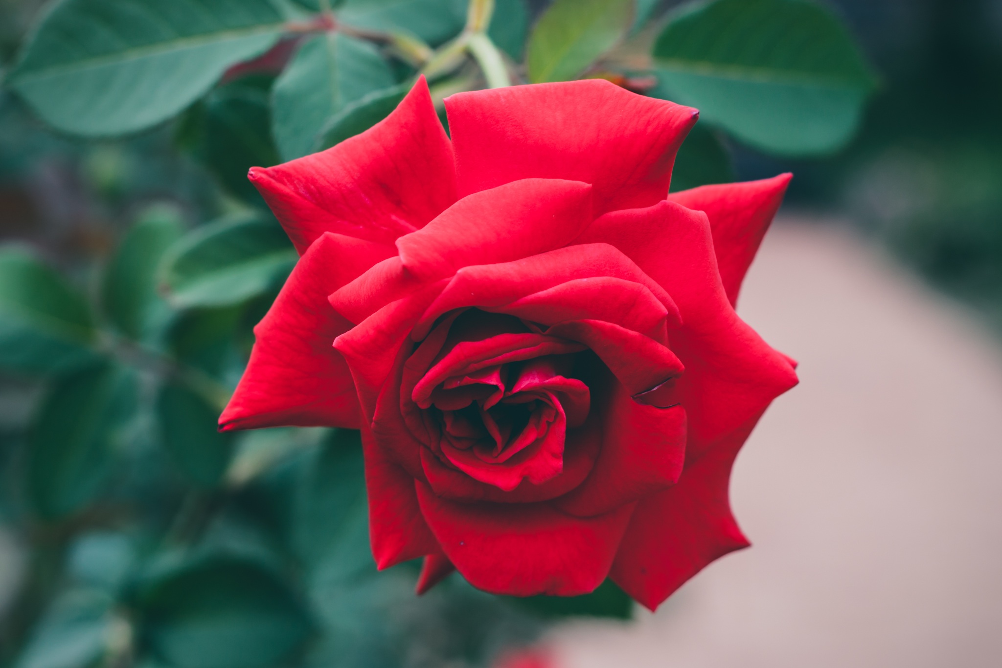 Wallpapers plant flower petal on the desktop