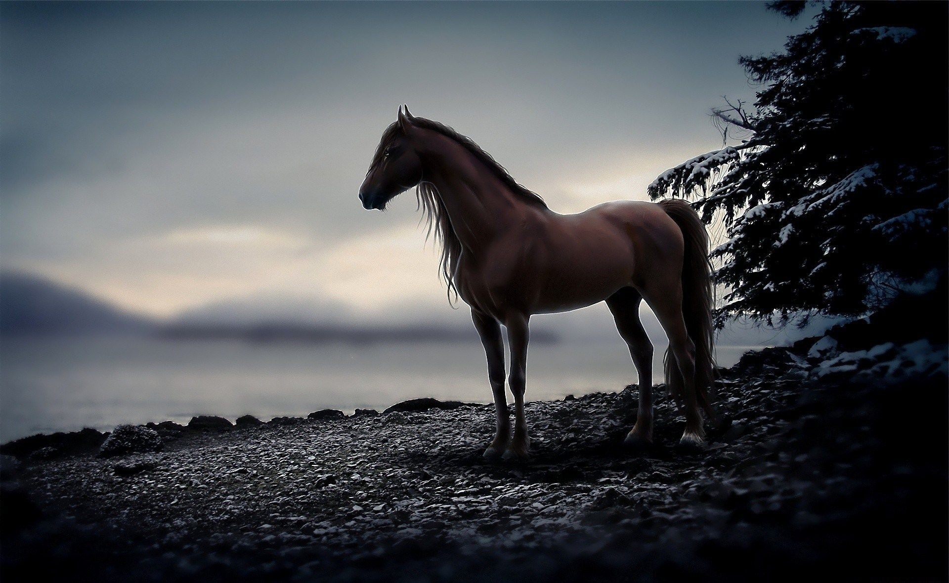 Wallpapers animals monochrome horse on the desktop