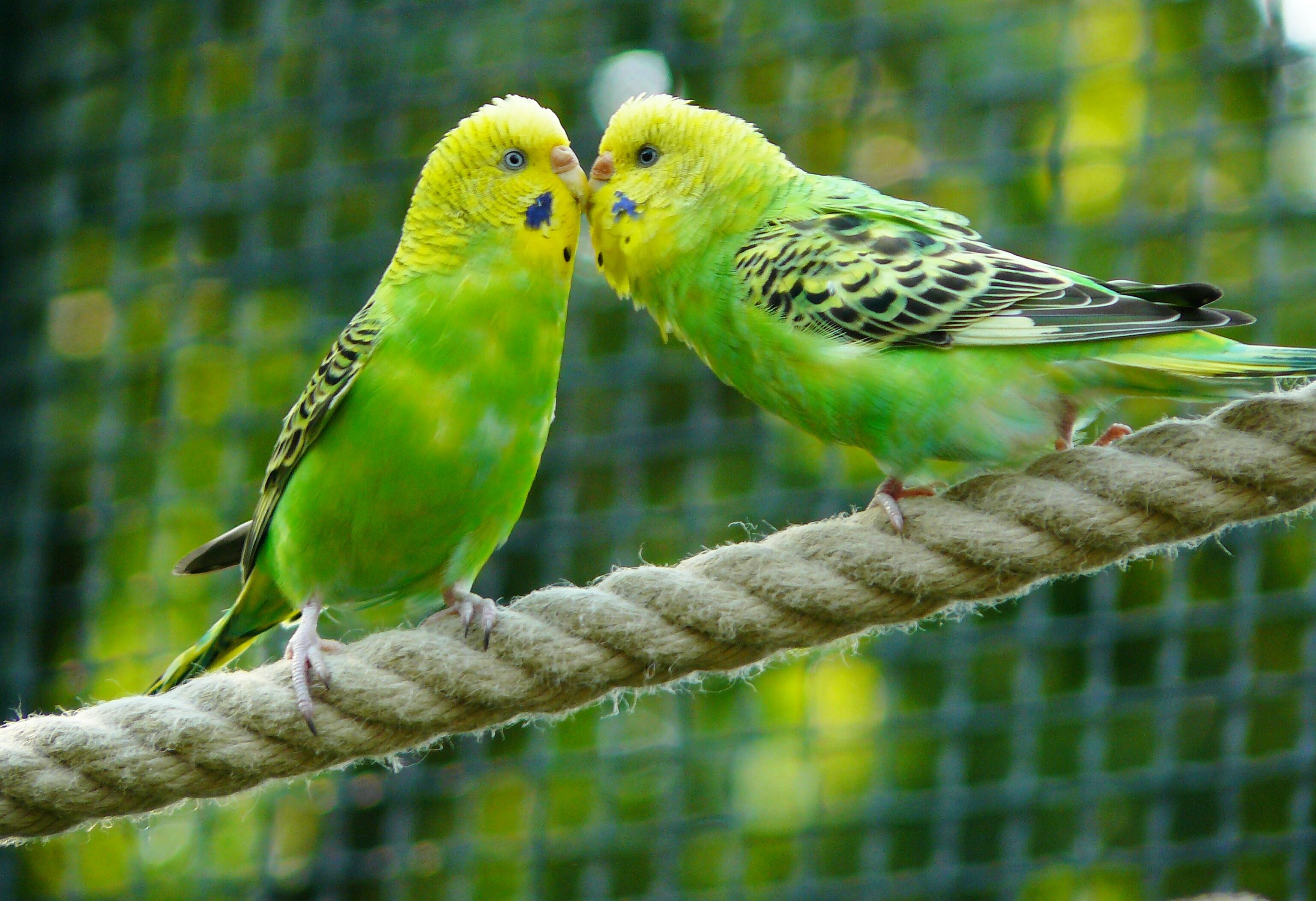 Два зеленых попугайчика целуются