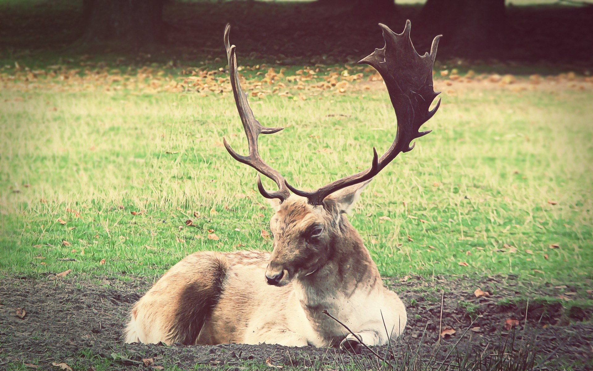 Free photo A deer with big antlers lies in a clearing