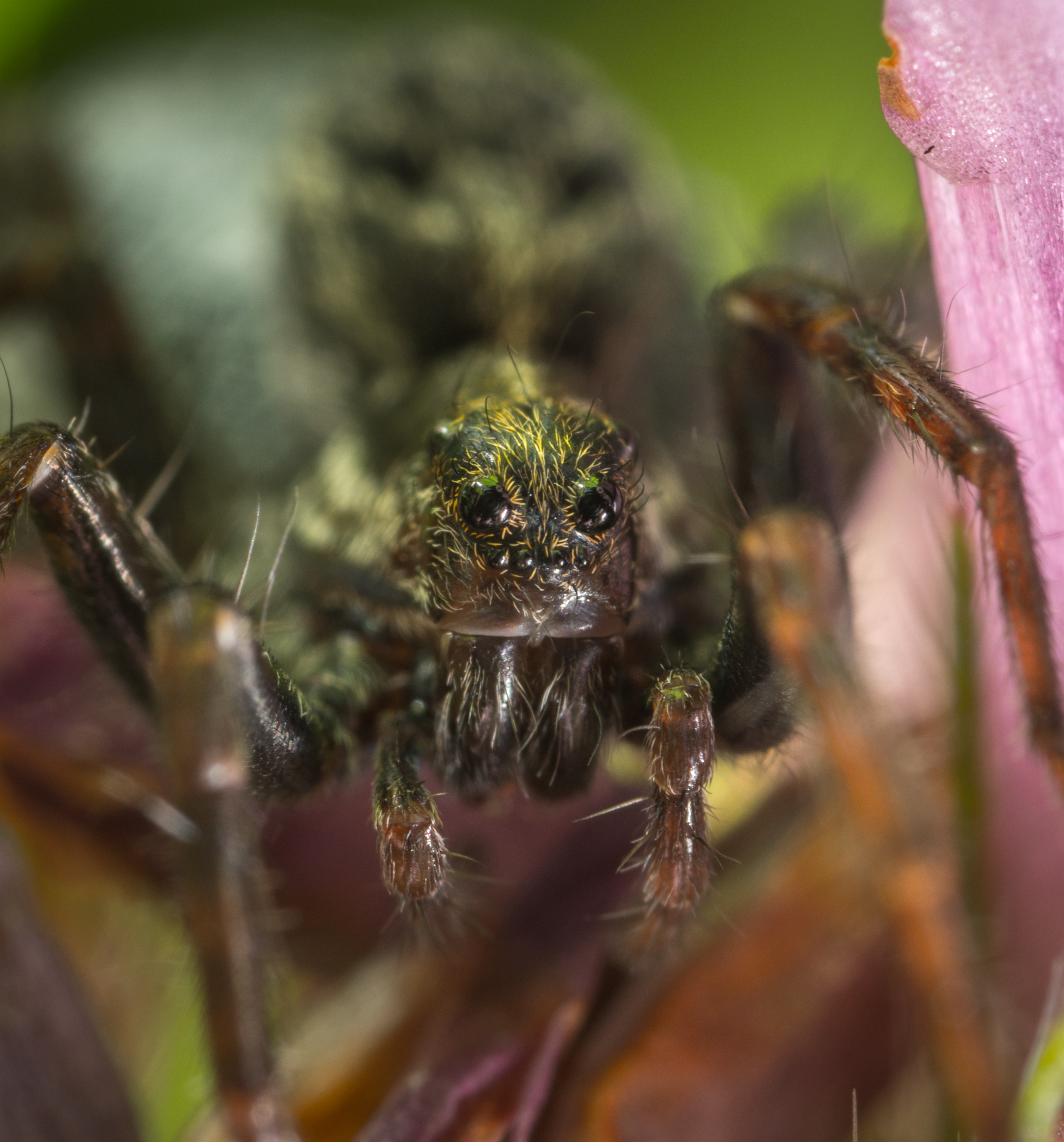 Free photo A close-up of a little spider`s eyes.