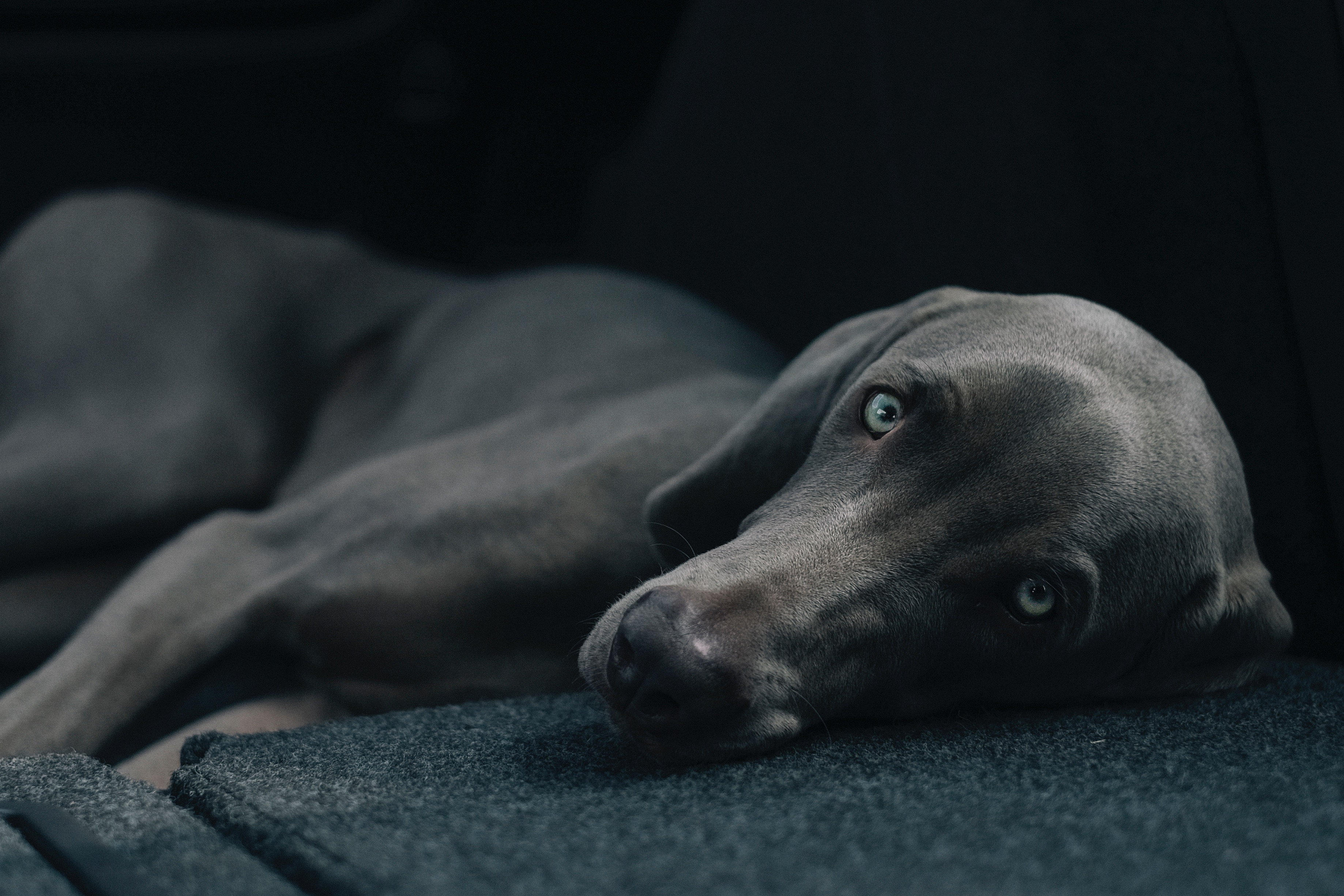 Free photo Smooth-haired dog on a dark background