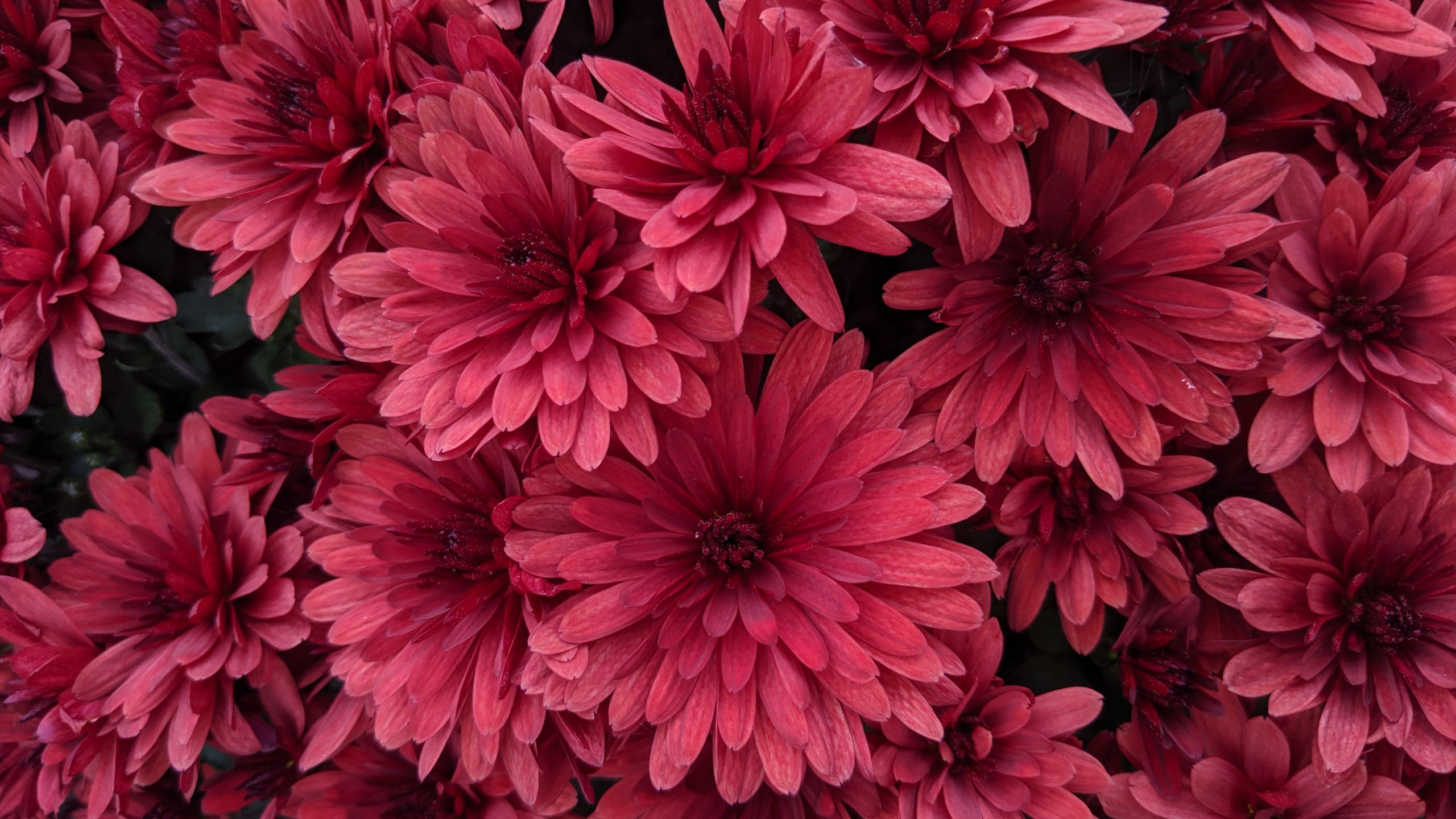 Wallpapers pink flowers macro wallpaper chrysanthemum on the desktop