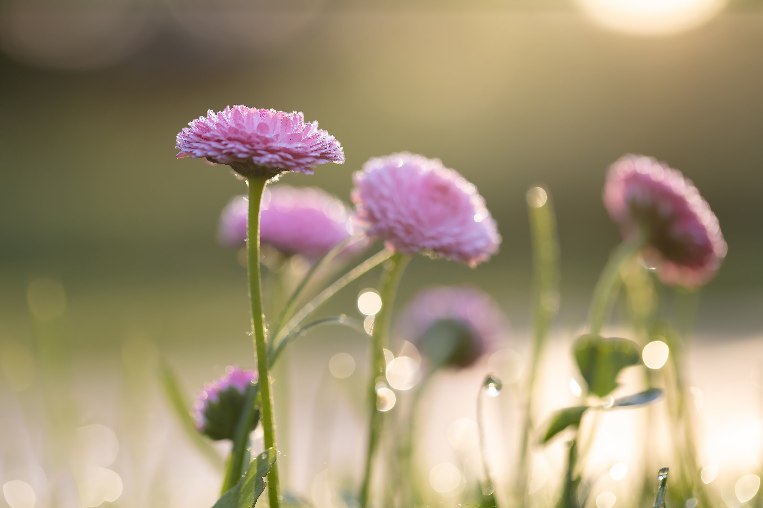 Morning daisies