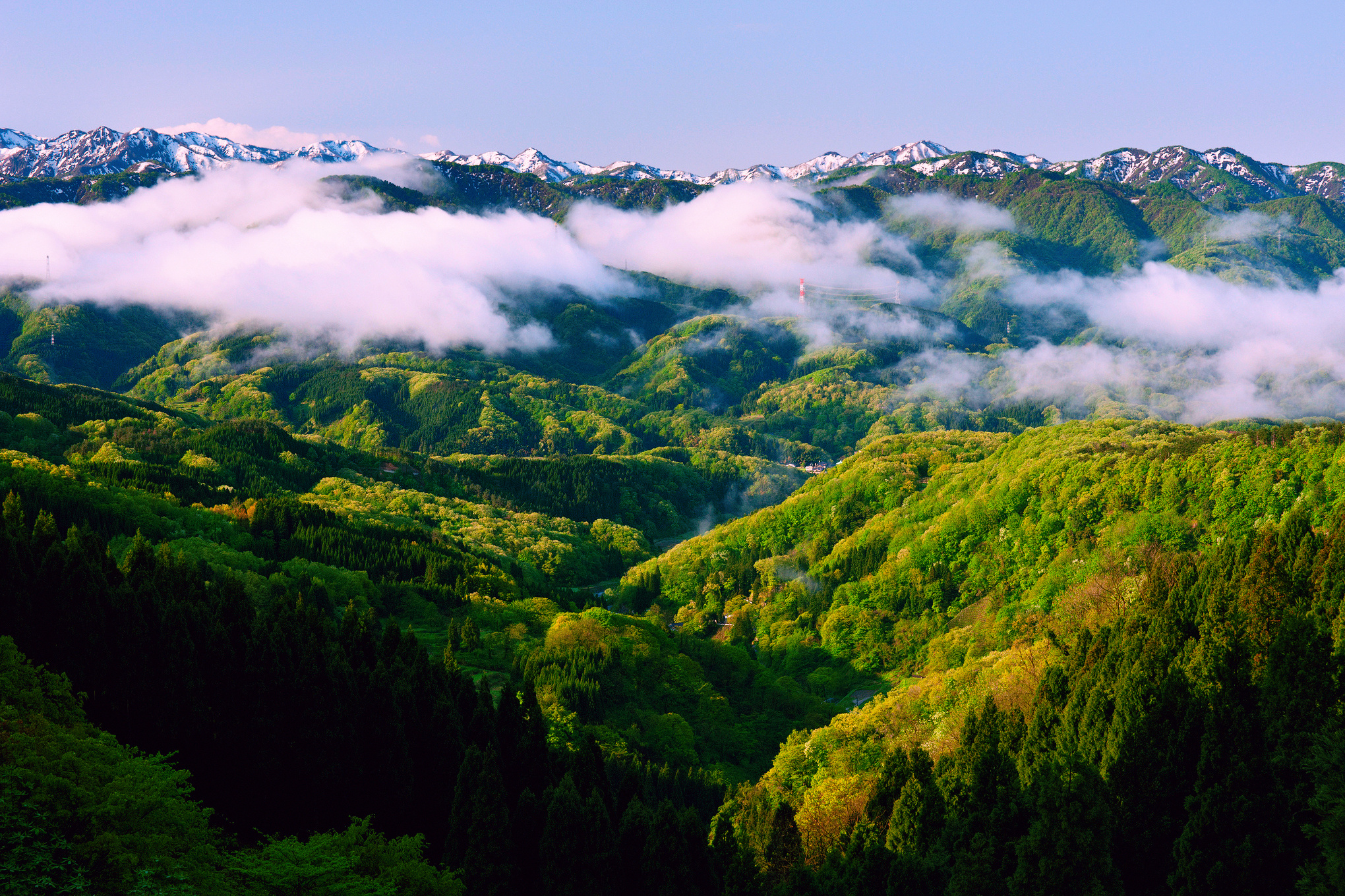 Wallpapers fog trees landscapes on the desktop