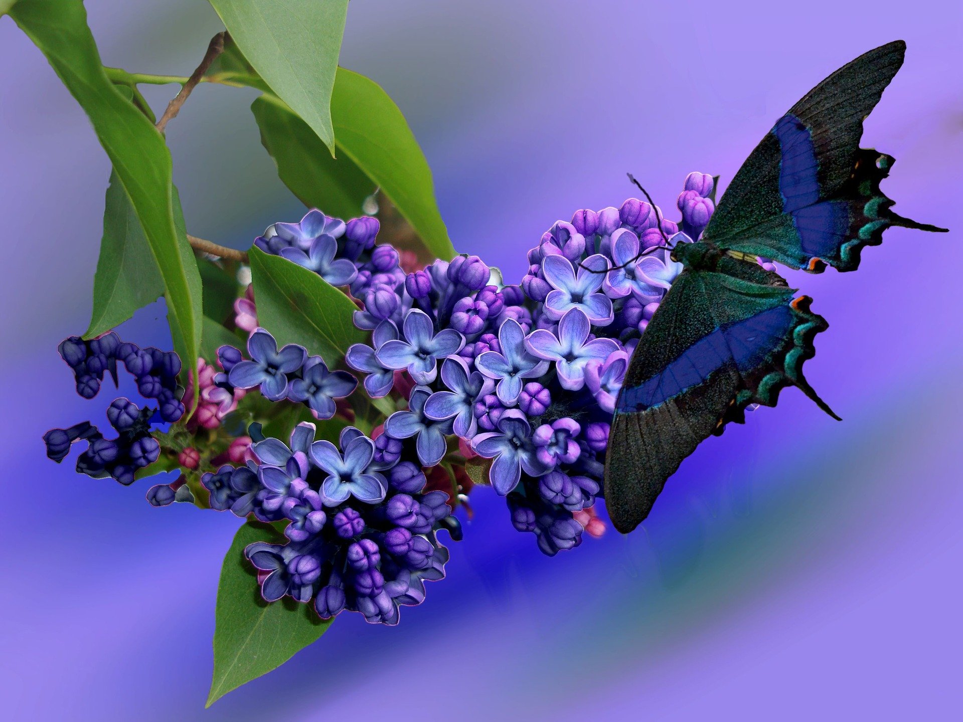 Бесплатное фото Бабочка на цветах сирени