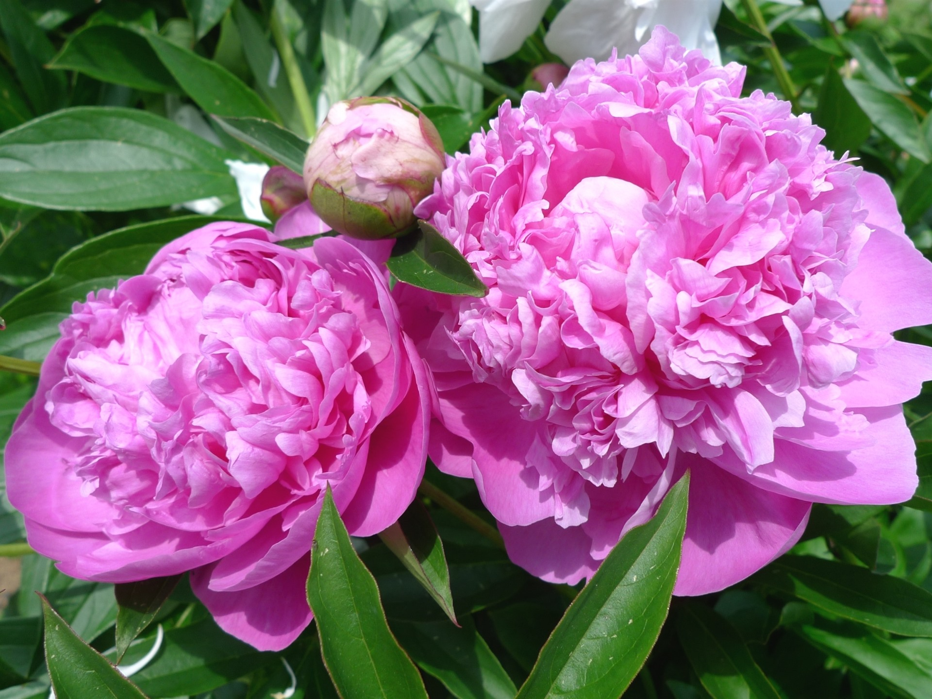 Free photo Pink peony