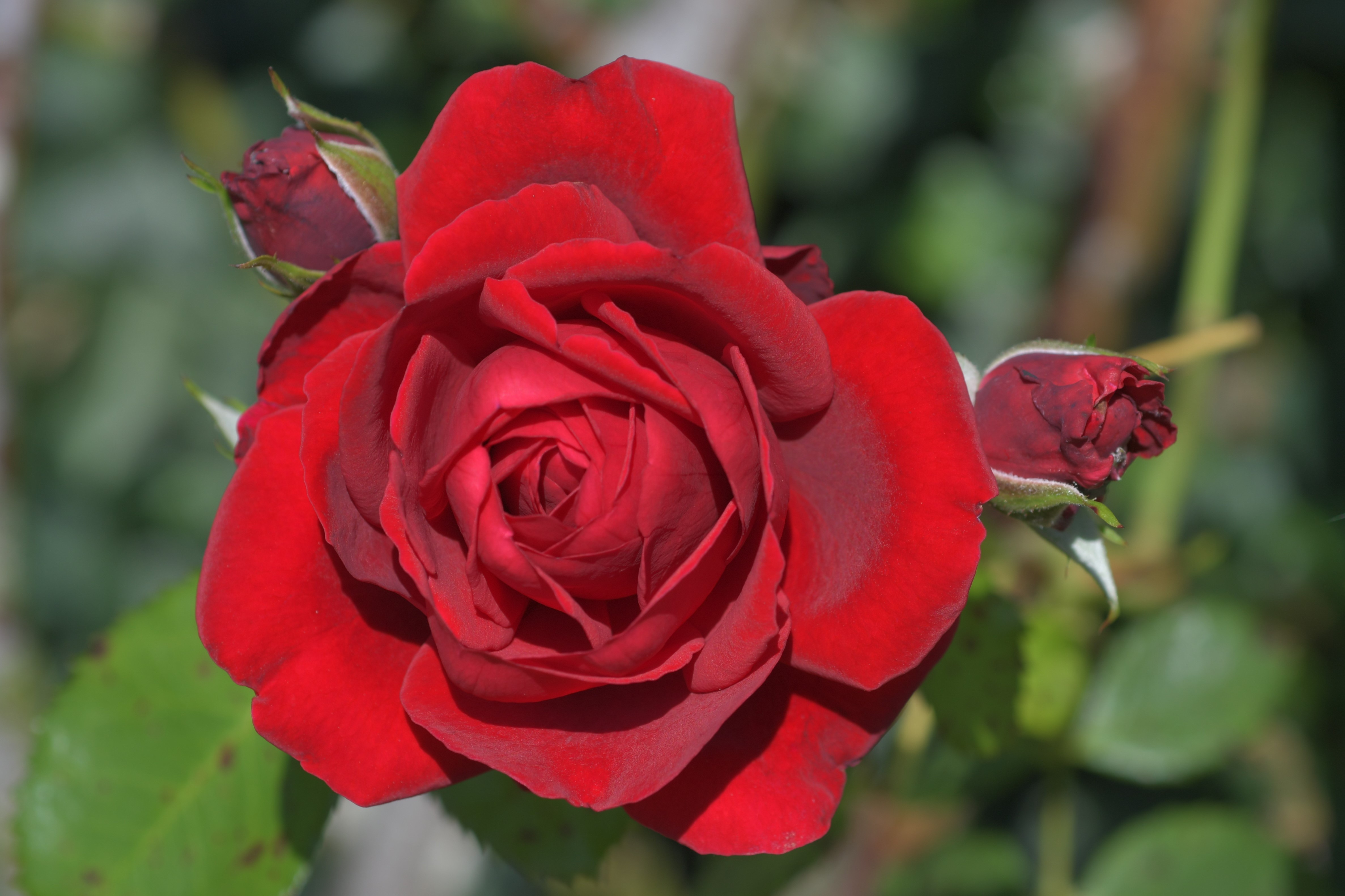 Wallpapers flower red roses on the desktop