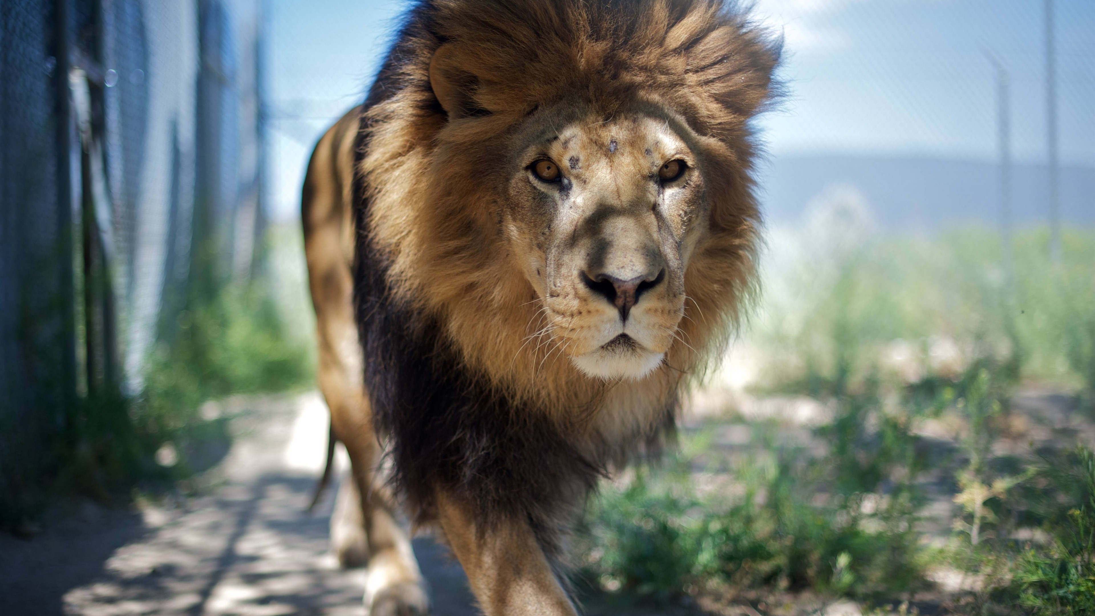 Free photo A beautiful lion with a thick mane goes after his prey