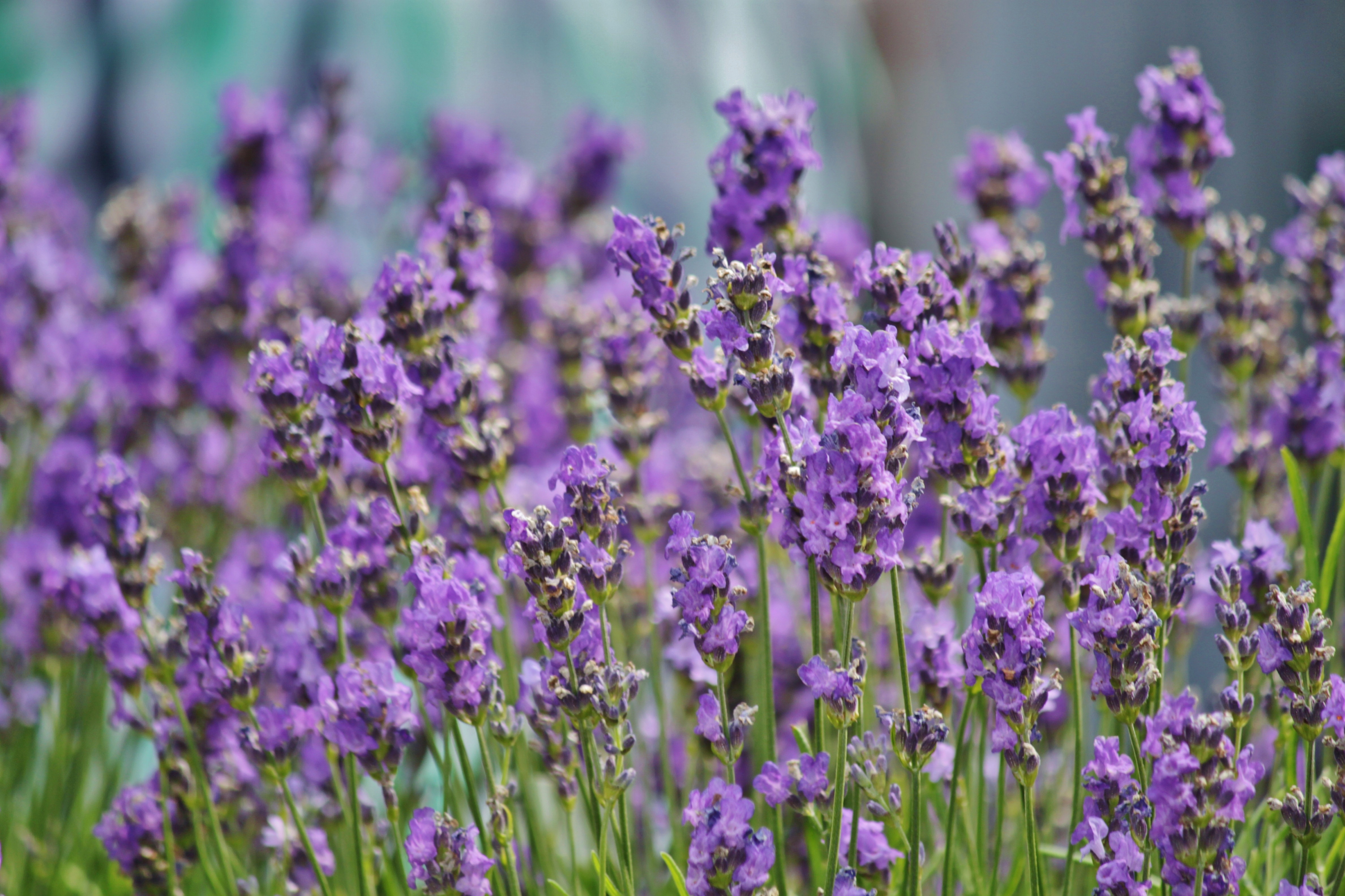 Wallpapers nature blossom plant on the desktop
