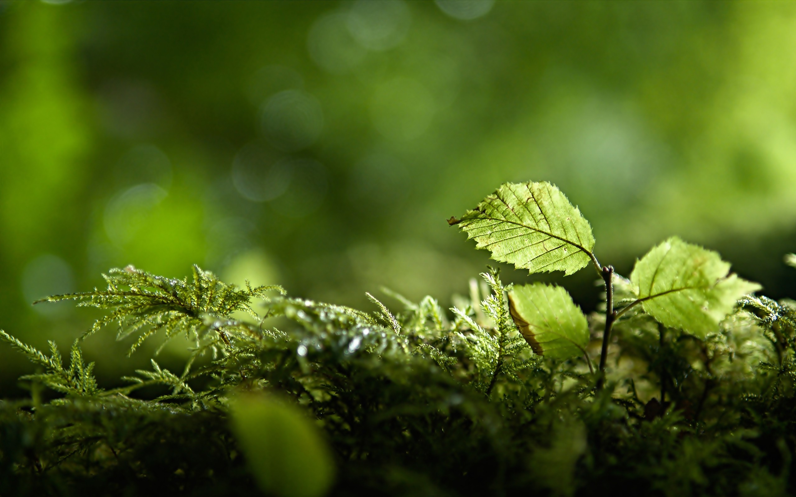 桌面上的壁纸自然 壁纸