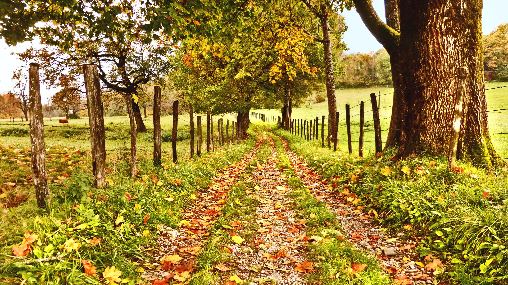 Wallpapers landscape dirt road autumn on the desktop