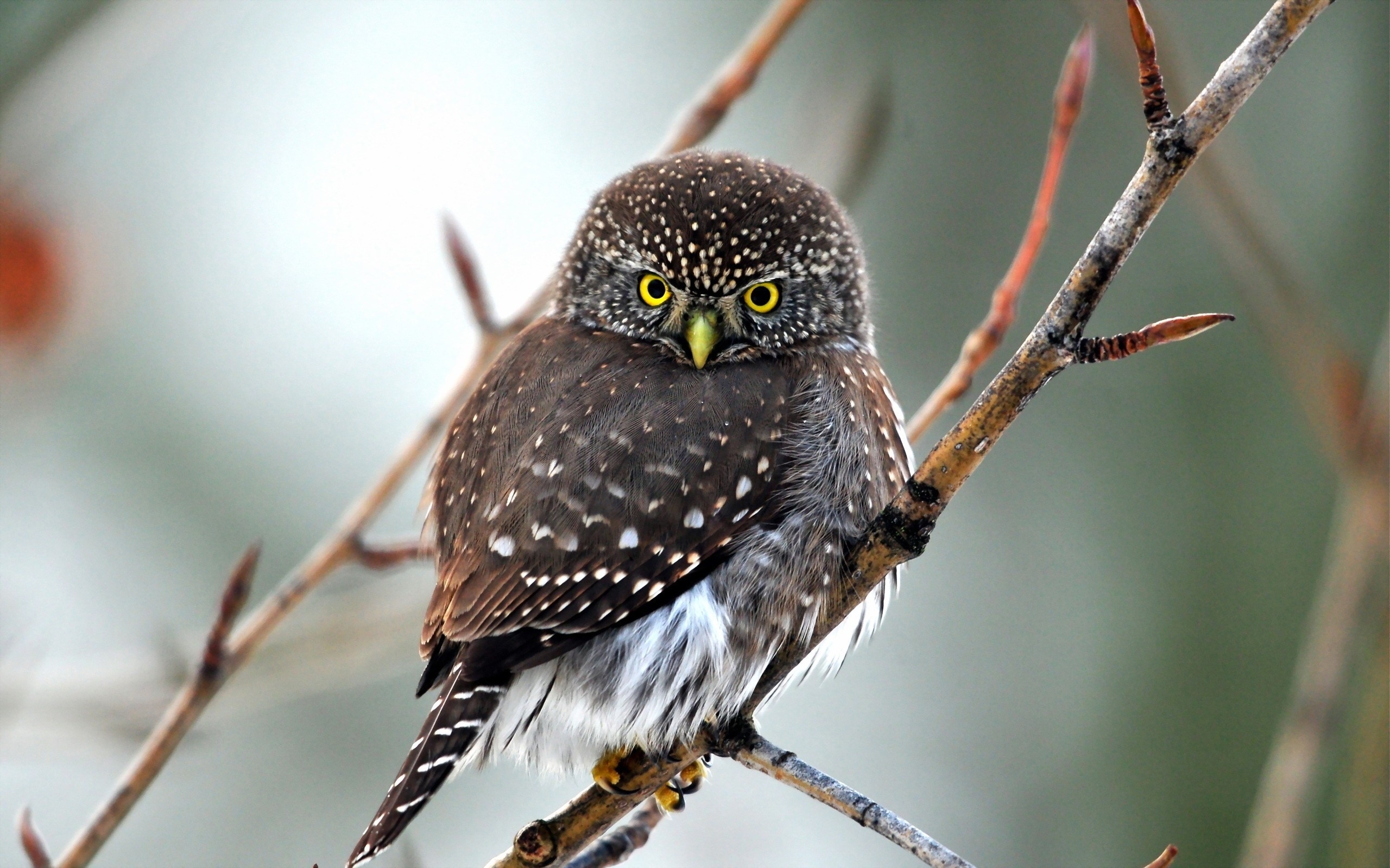 Free photo A little owl sits on a twig