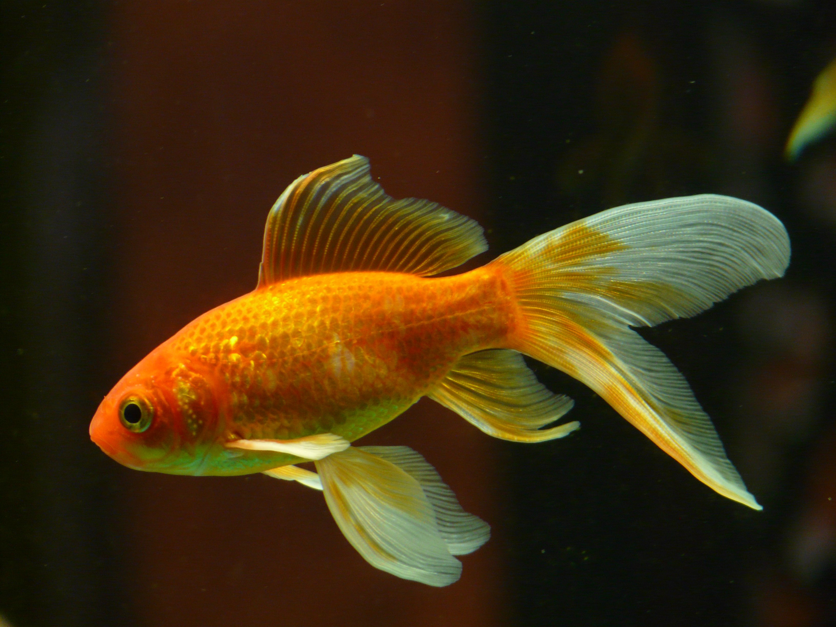 A little goldfish in an aquarium.