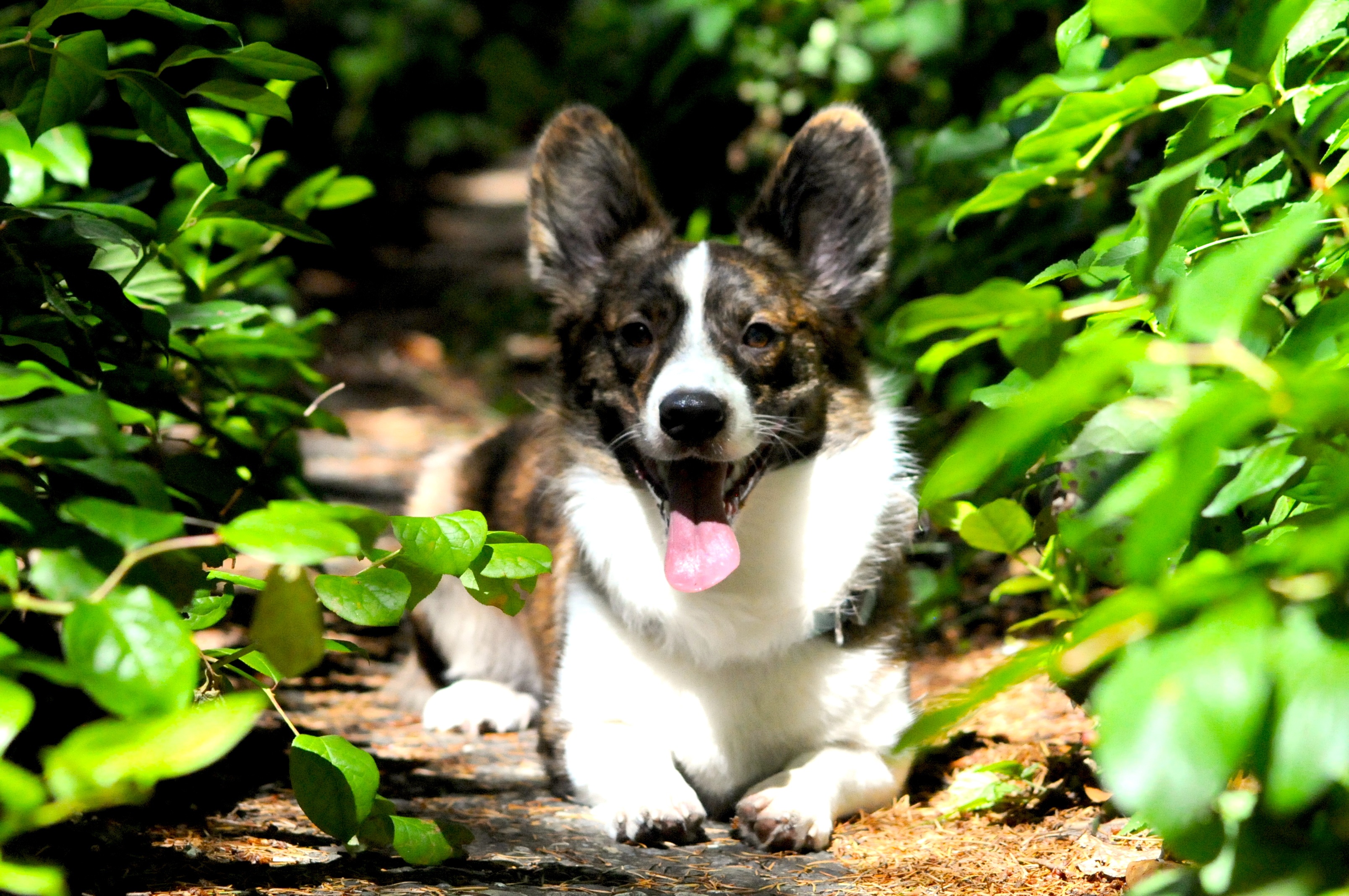 Free photo A joyful dog sits among the greenery