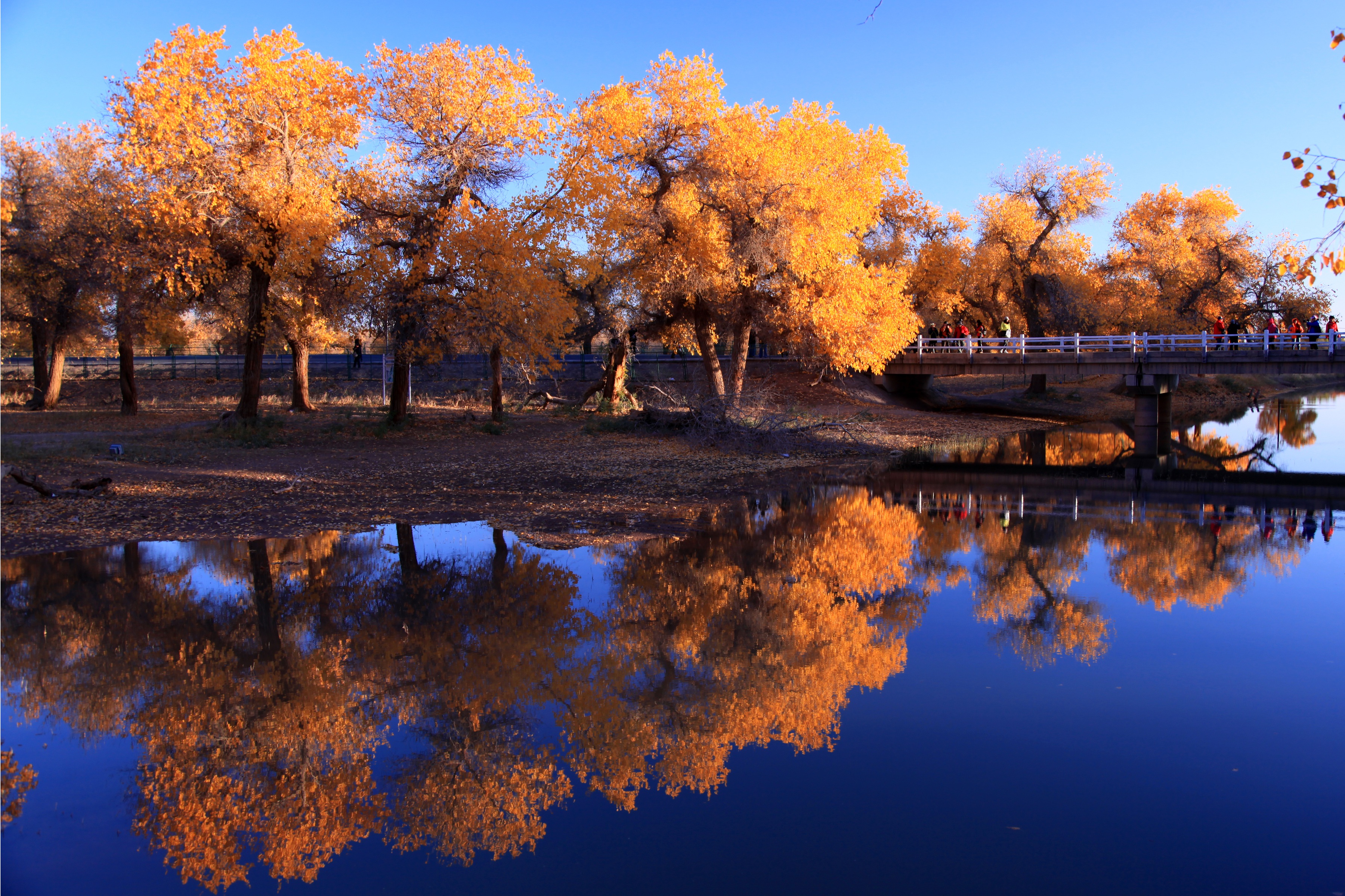 免费照片湖中倒映着黄叶的树木