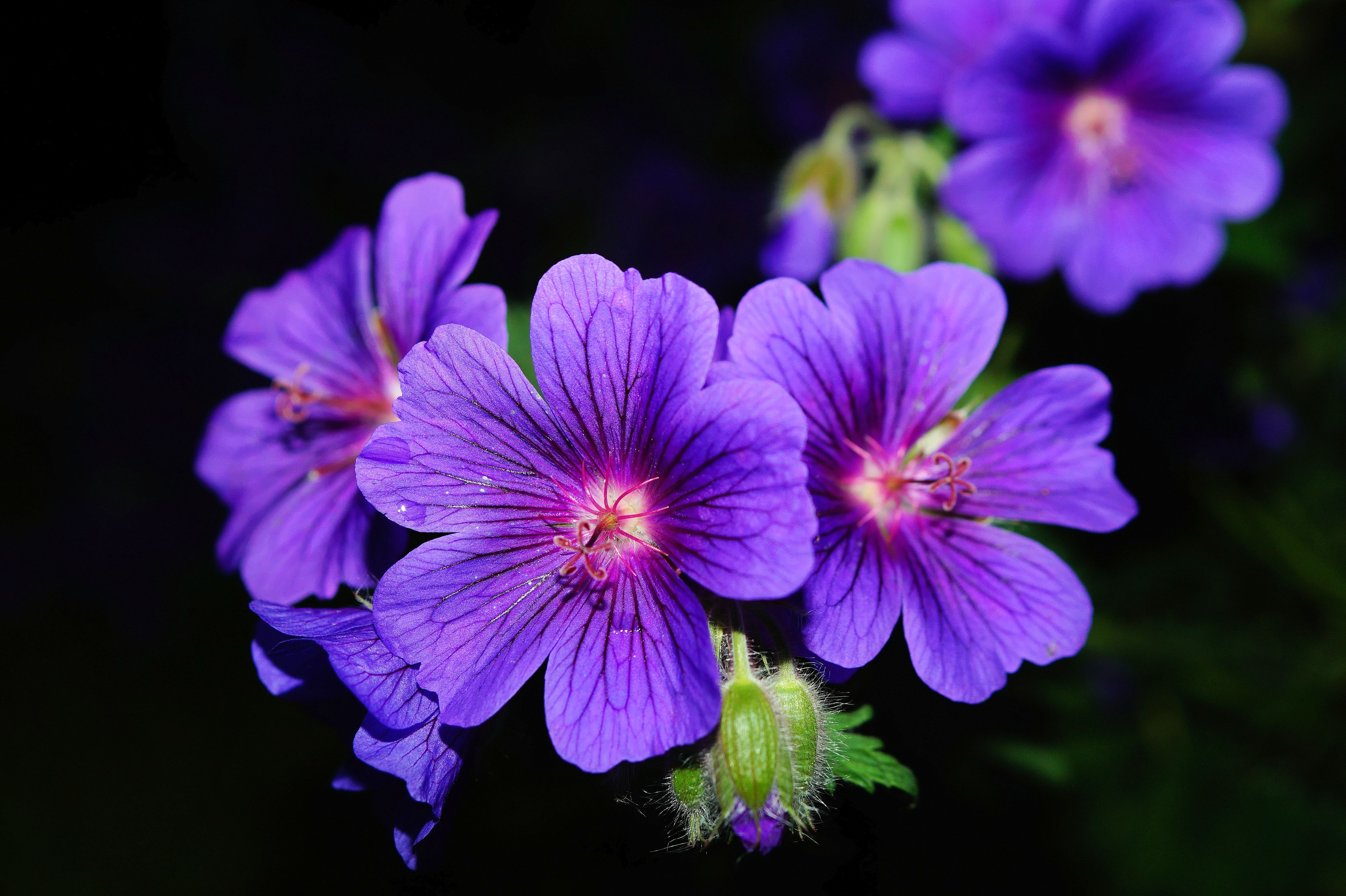 Wallpapers bloom flora blue on the desktop