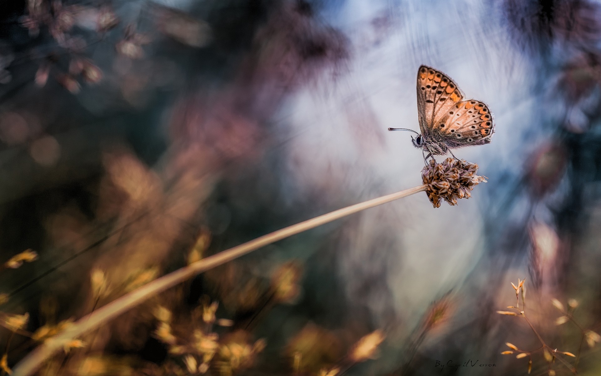 Wallpapers butterfly grass highlight on the desktop